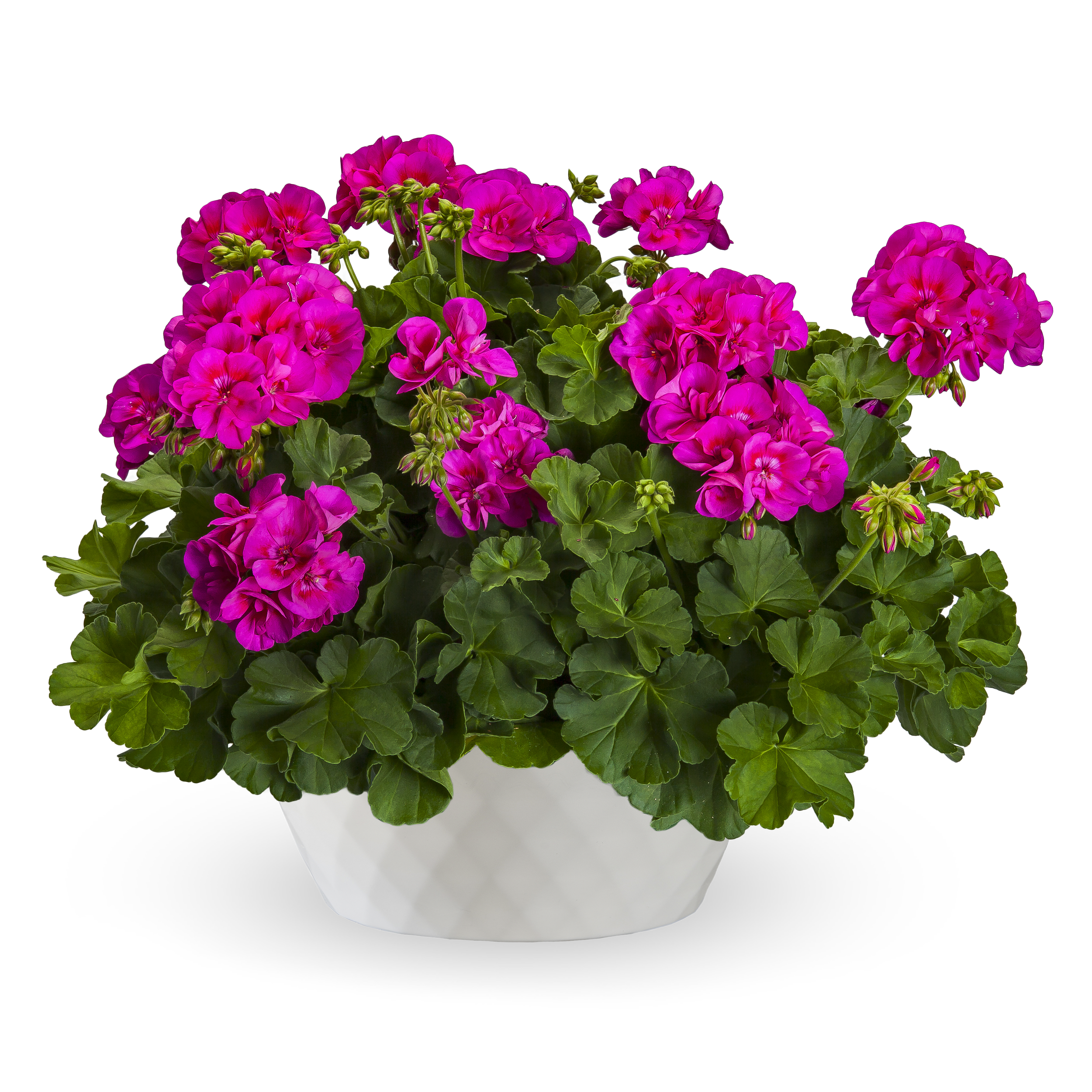 Geranium Calliope Med Bright Rose
