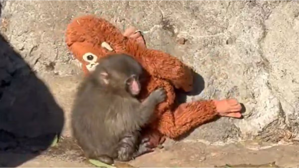 Punch, the seven-month-old macaque at Ichikawa City Zoo in Japan, clutches his IKEA Djungelskog stuffed orangutan for comfort after being rejected by adult monkeys in the troop.