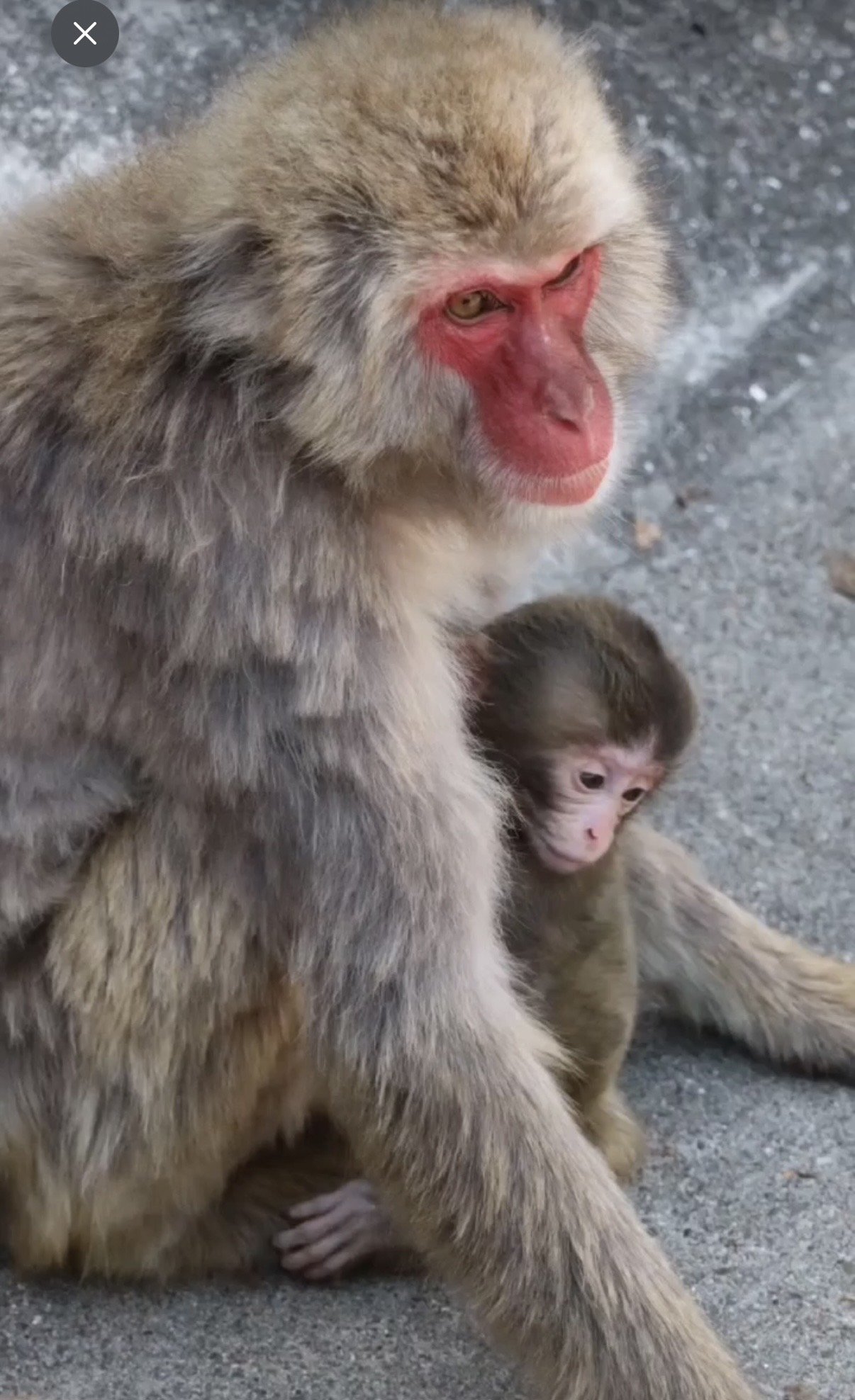 Punch, the seven-month-old macaque at Ichikawa City Zoo, sitting close to an adult Japanese macaque — a sign of growing social acceptance after weeks of rejection by the troop.