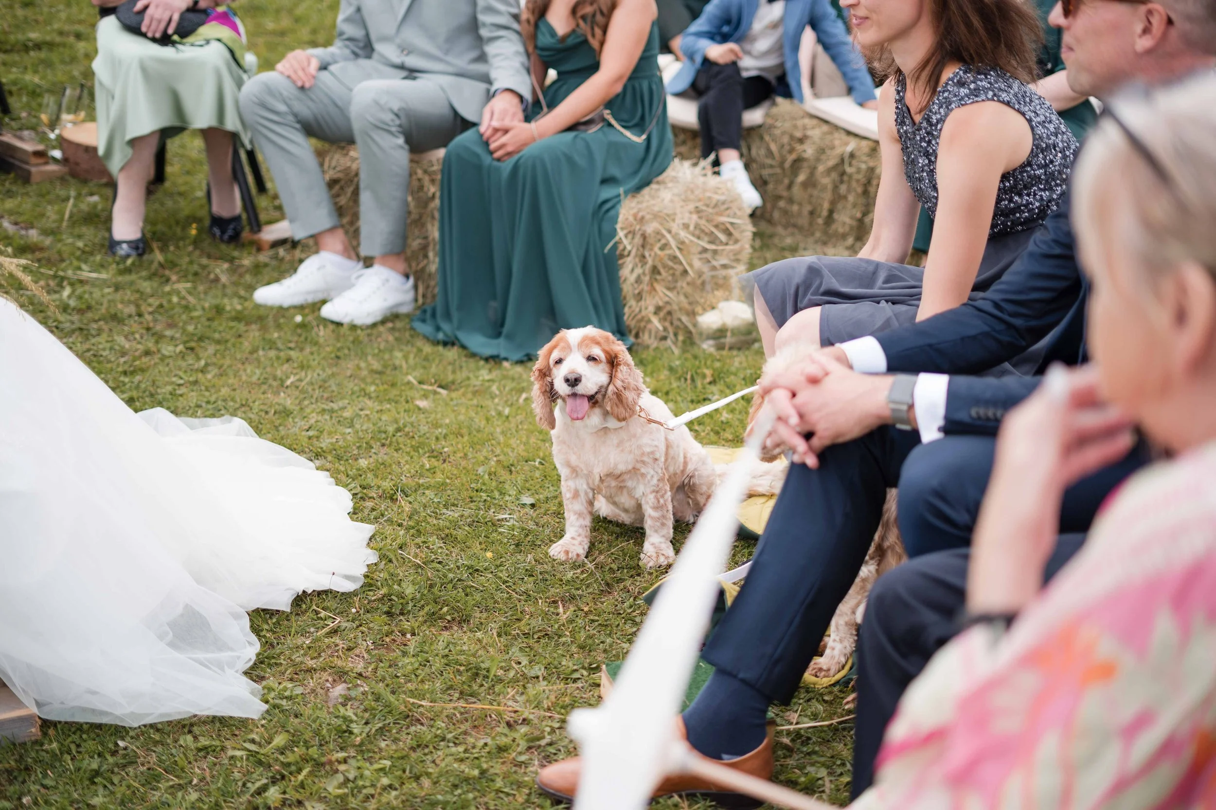 Eine Gruppe von Menschen sitzt im Freien auf Strohballen, einige halten die Hände und schauen auf eine Hochzeit, bei der ein Hund mit Leine sitzt und lächelnd die Zunge herausstreckt.