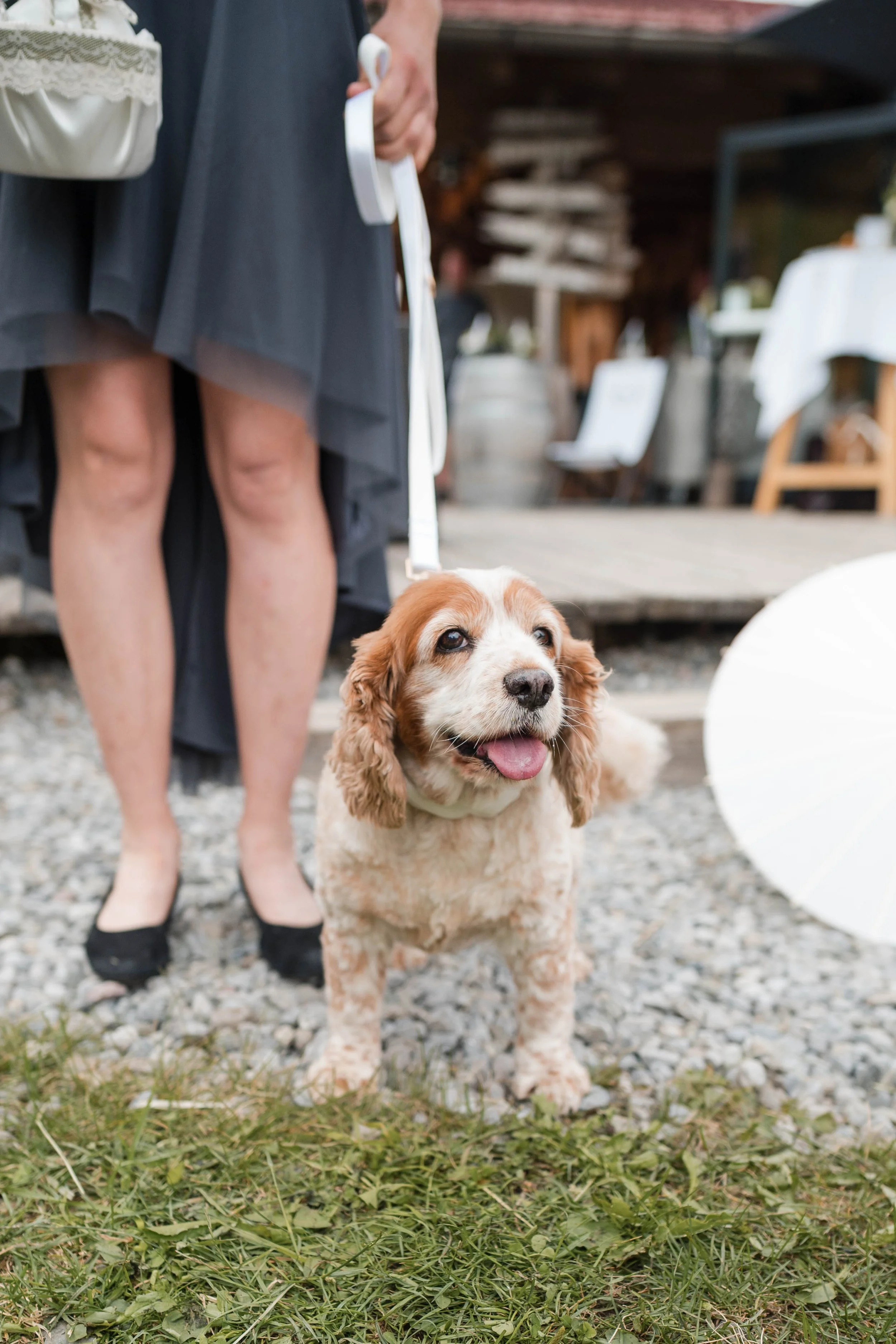 Ein Hund mit braun-weiem Fell steht auf einer Wiese vor einem Gast im dunklen Kleid auf einer Party im Freien.