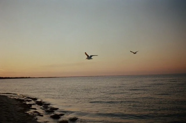 Seascape at sunset with two flying seagulls over calm water and a shoreline with rocks.