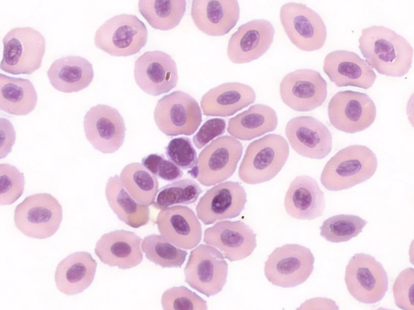 What are Thrombocytes (platelets)?
