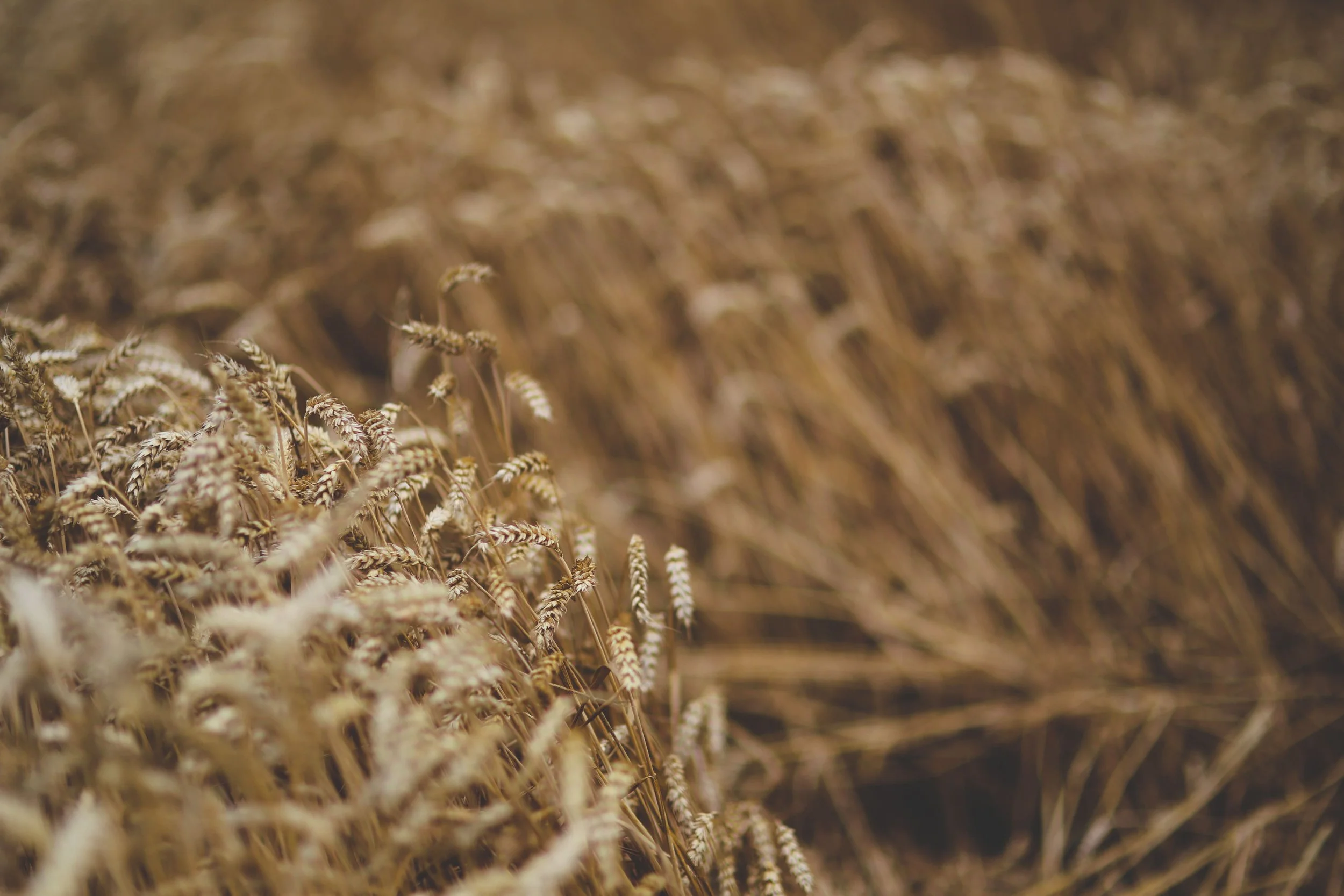 What is tTG-IgA (Transglutaminase antibodies)?