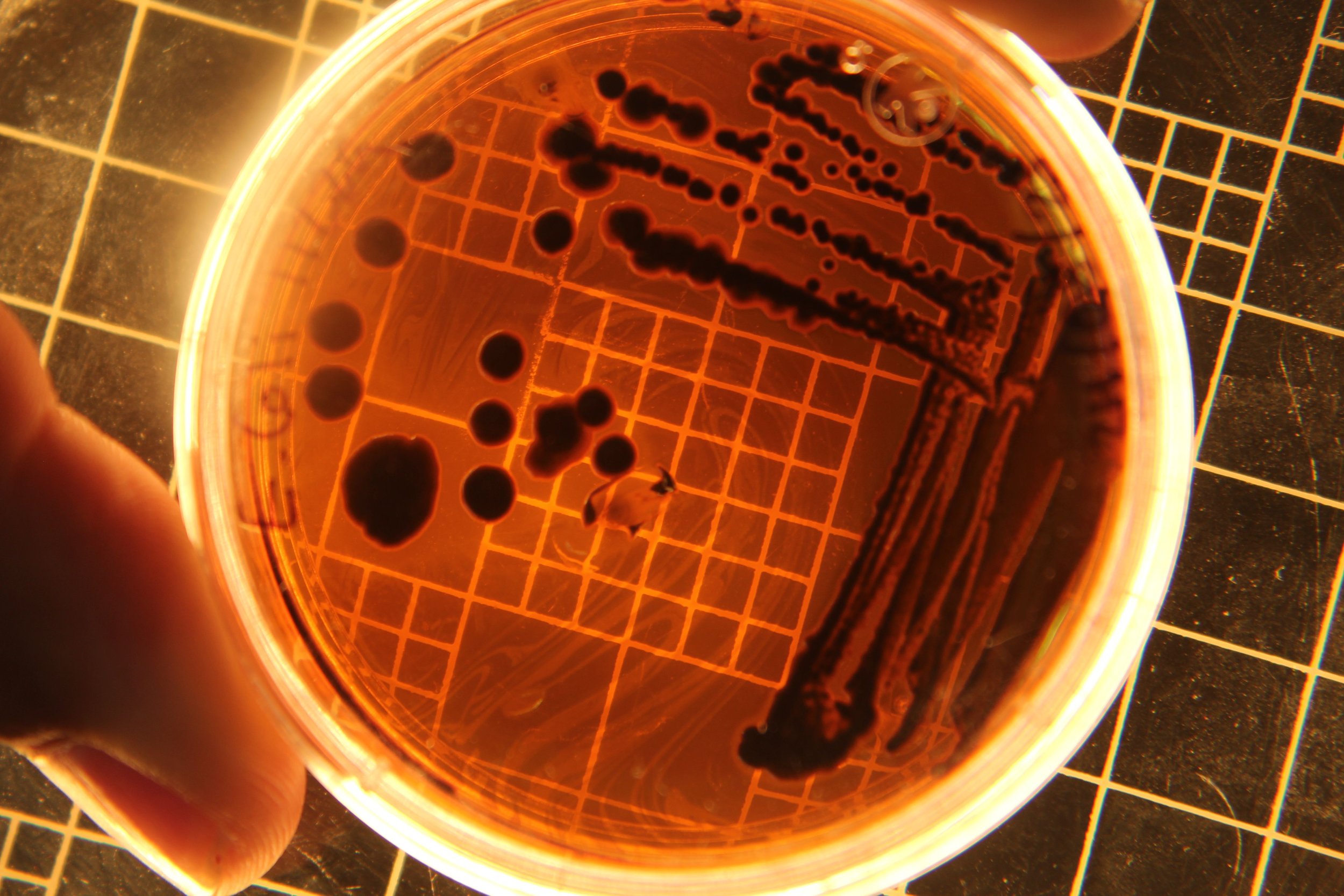 What is B-Platelets?