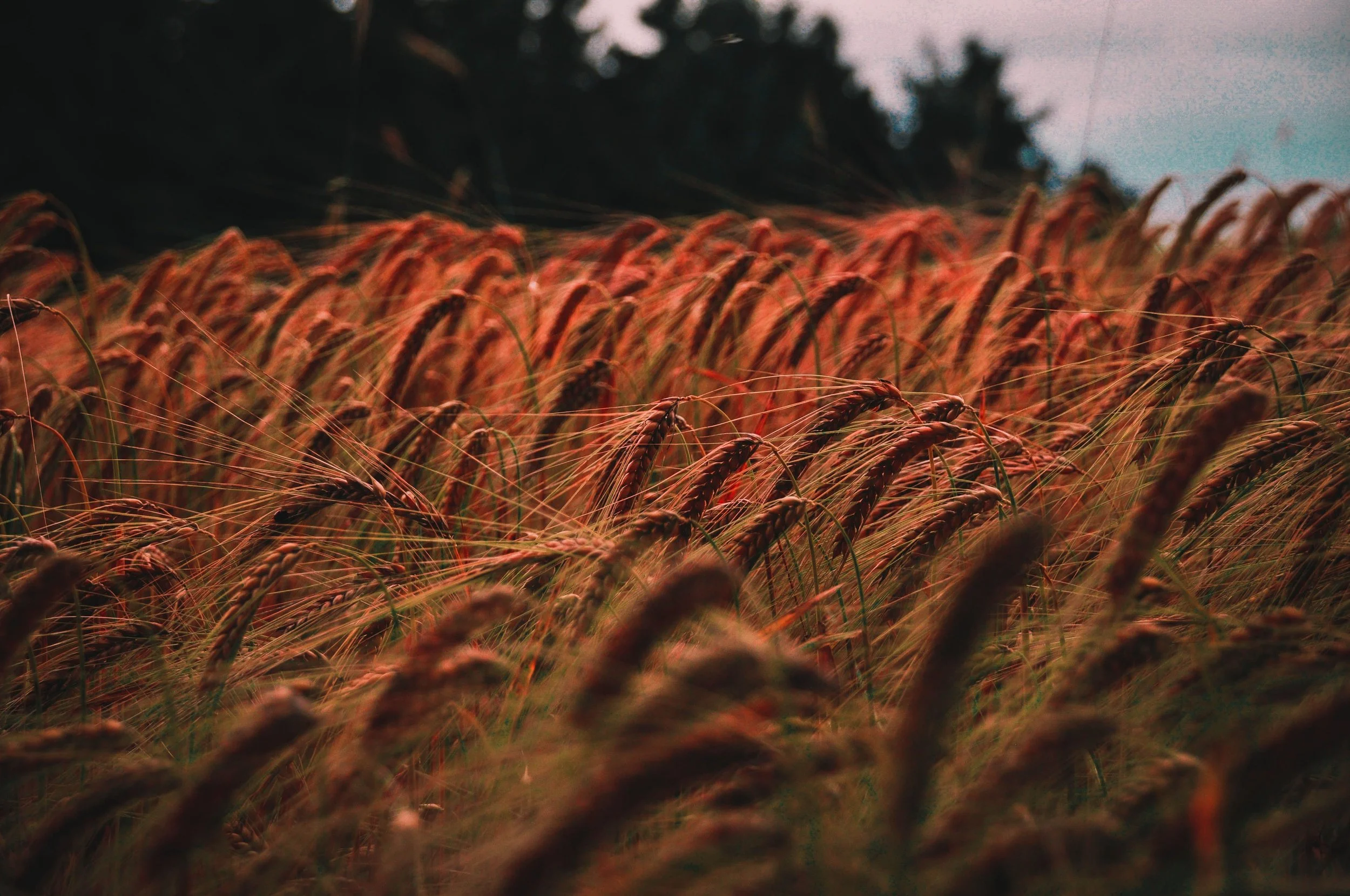 What is S-Albumin?