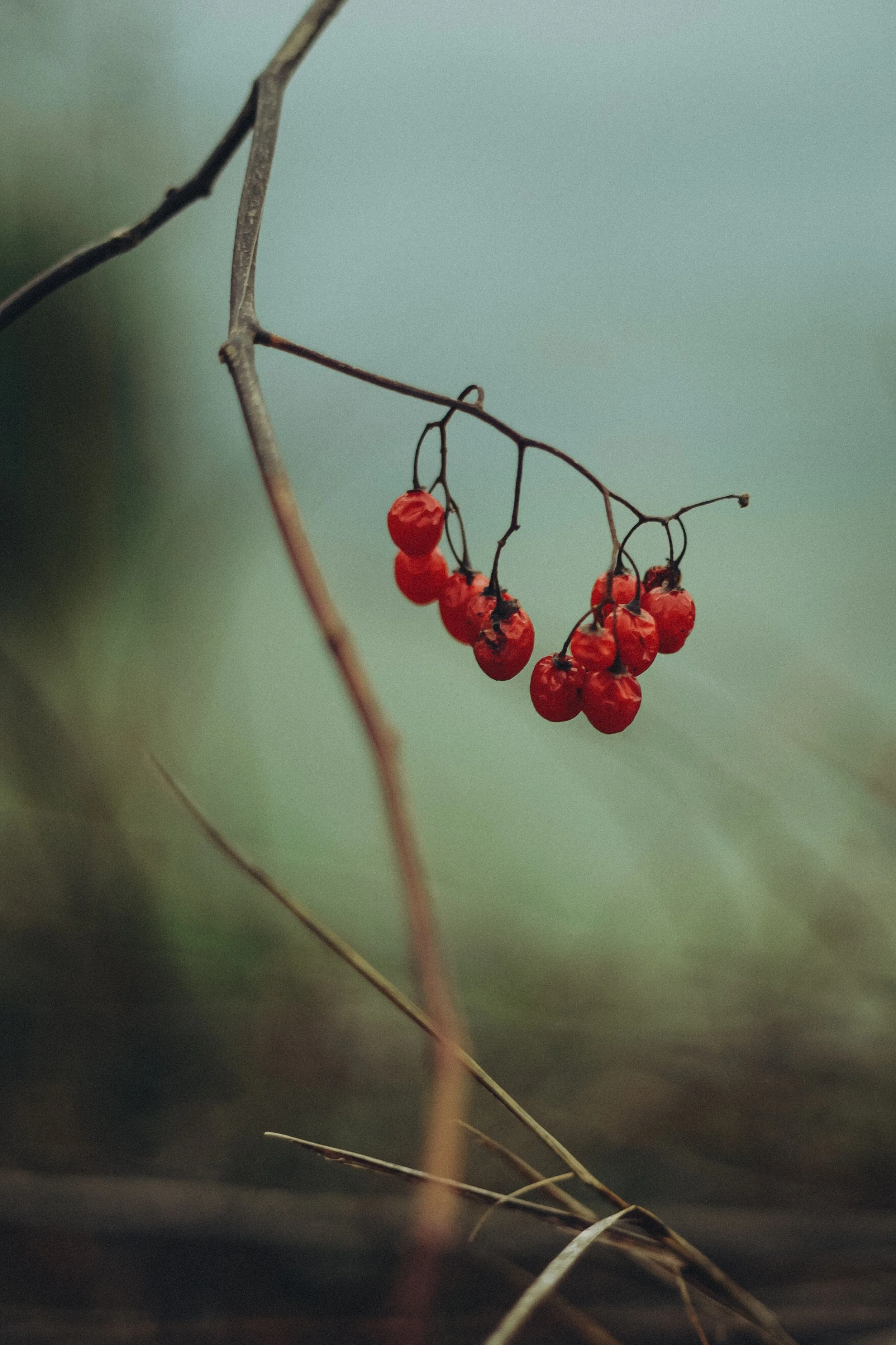 What is S-free T4 (Thyroxine)?