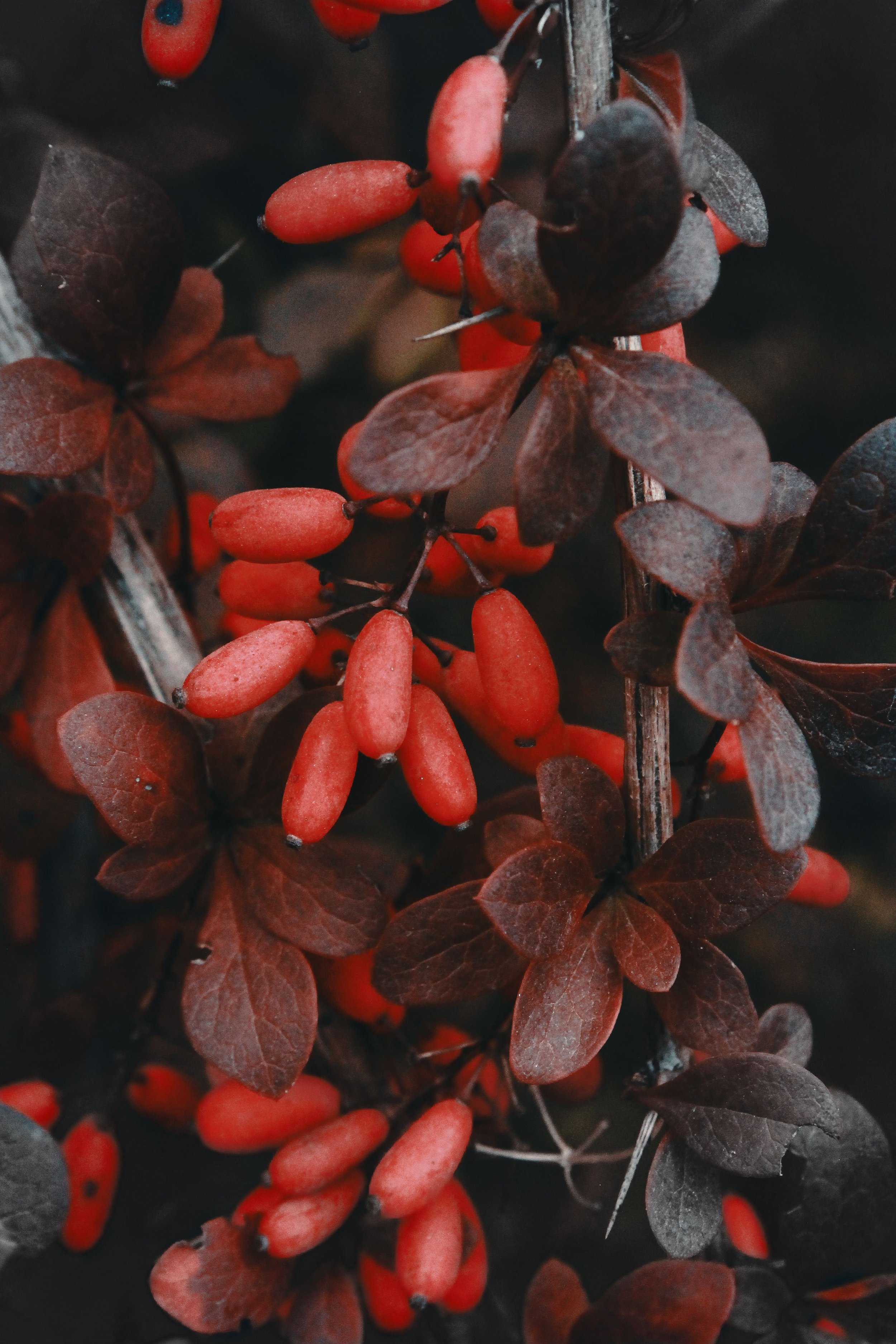 What is S-Magnesium?