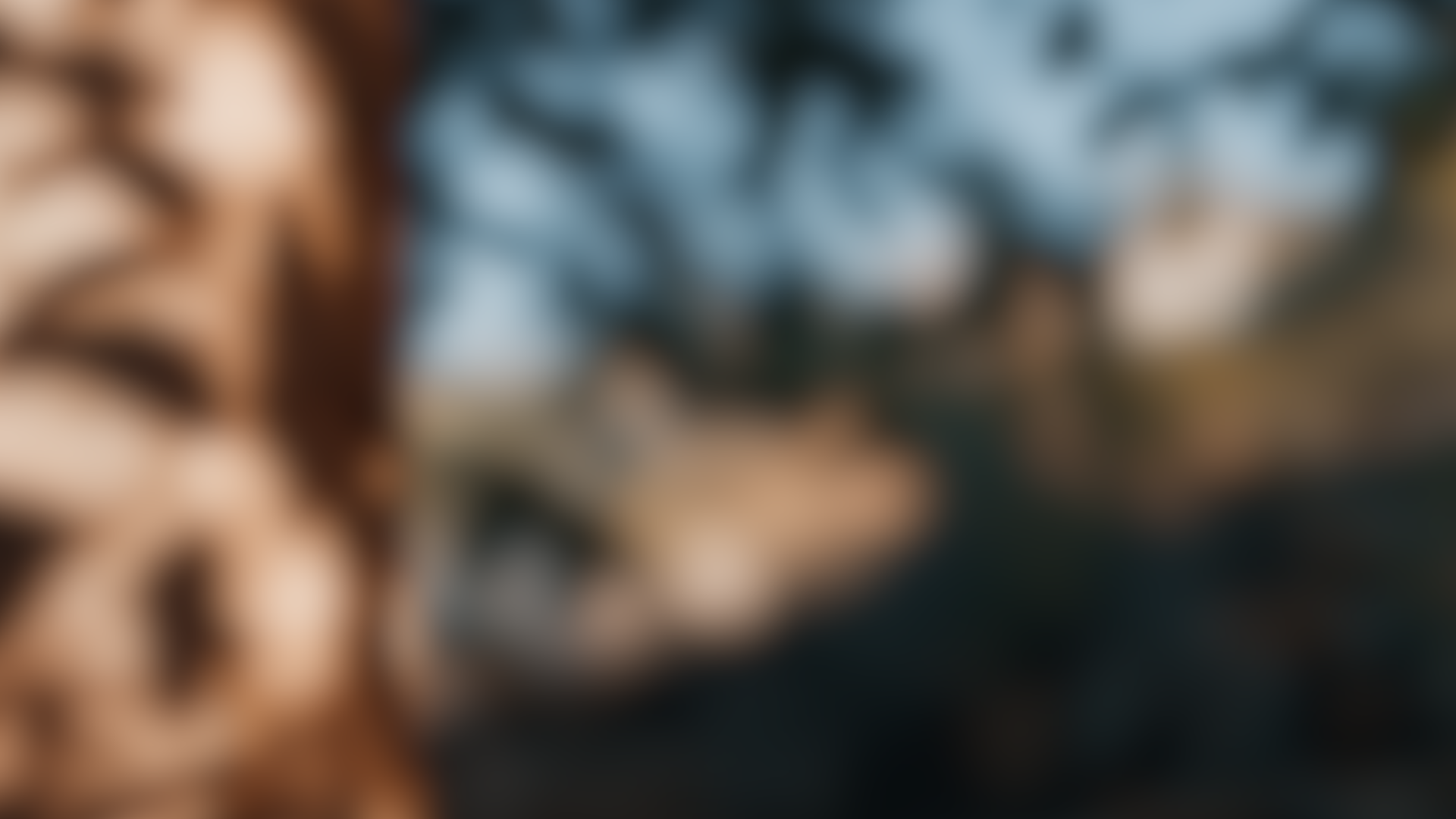 What are Thrombocytes (platelets)?