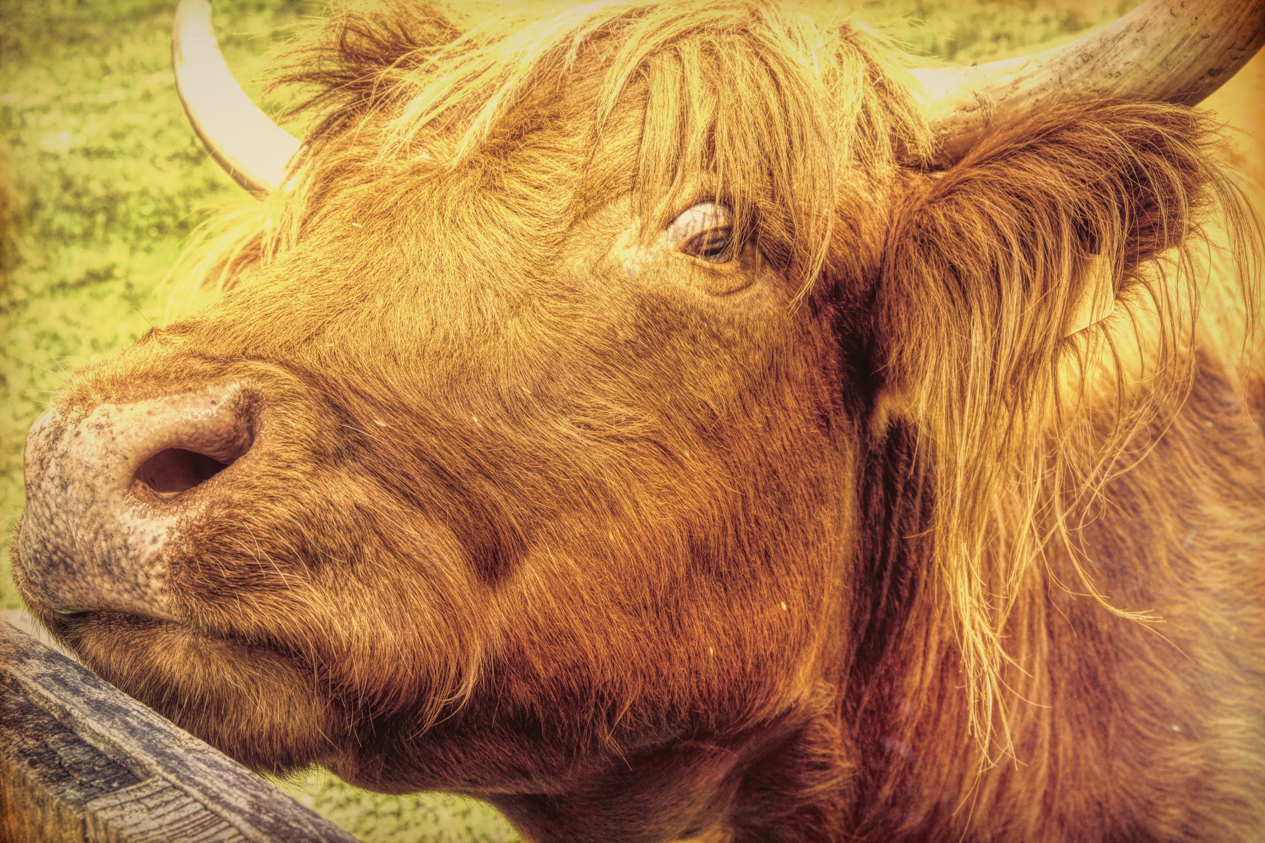 Highland Cow