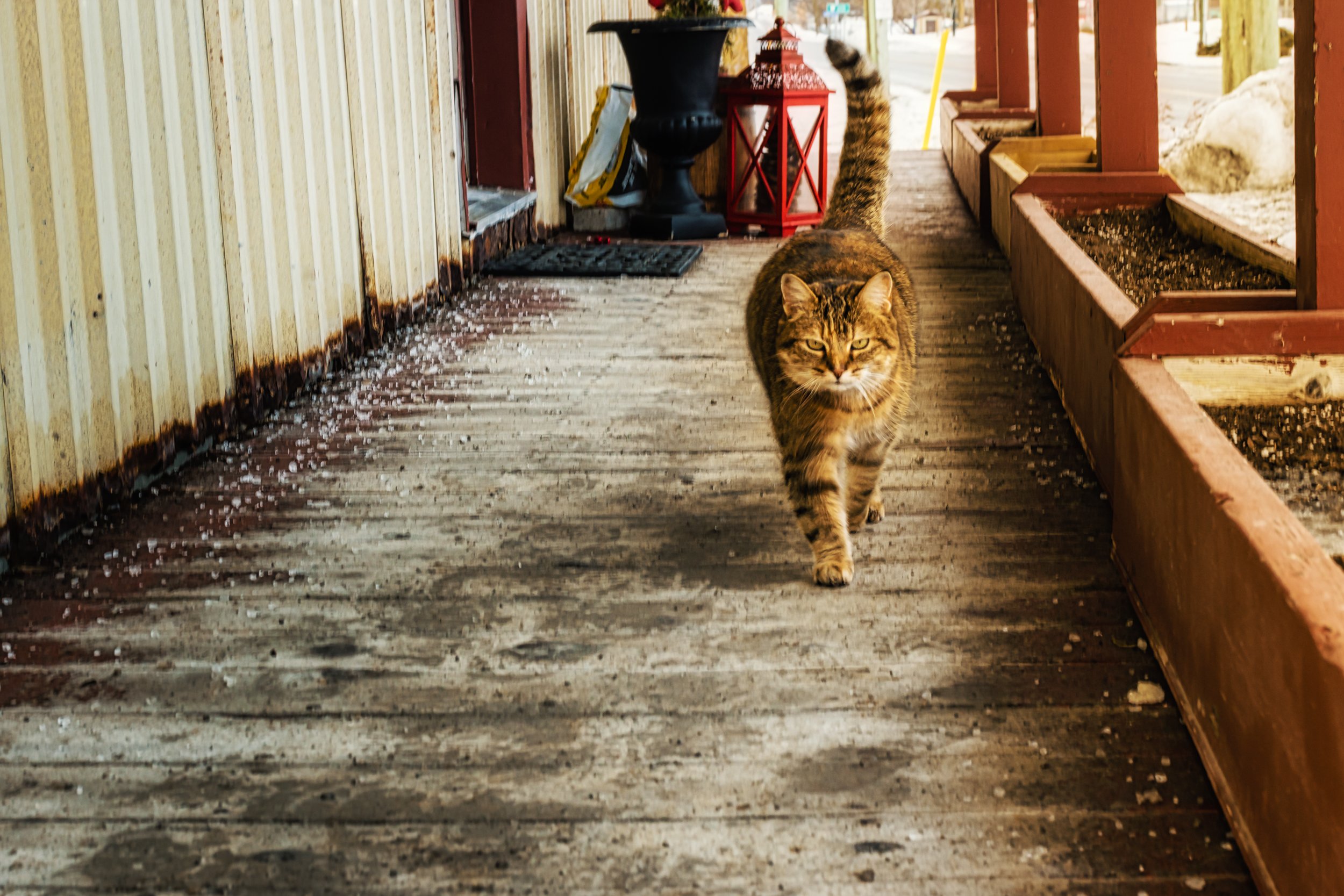 Country Store Cat