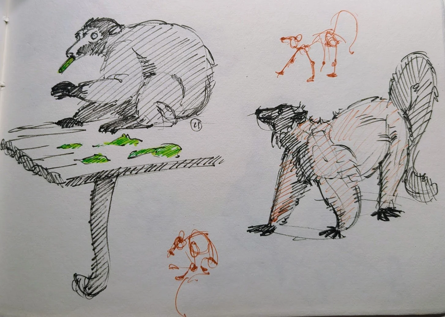 Lemur sketches