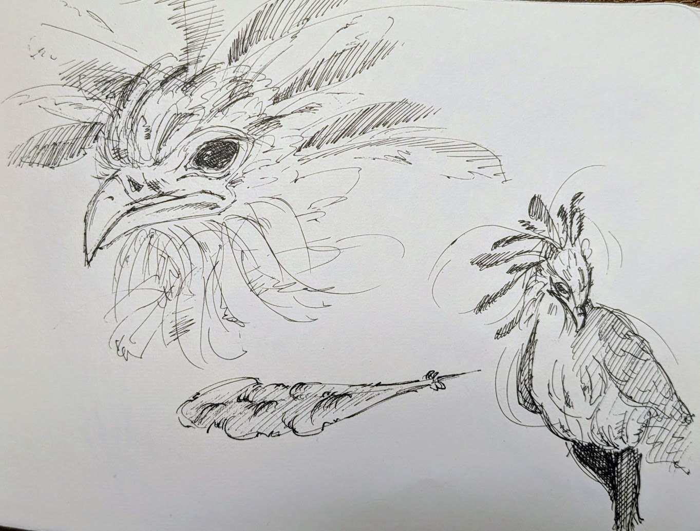 Bird Sketches