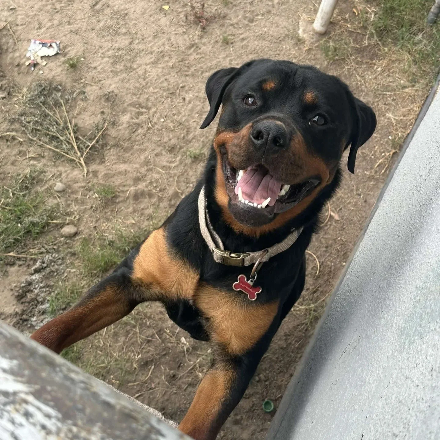 The Schwab's Dog Ziggy, a large rottweiler.