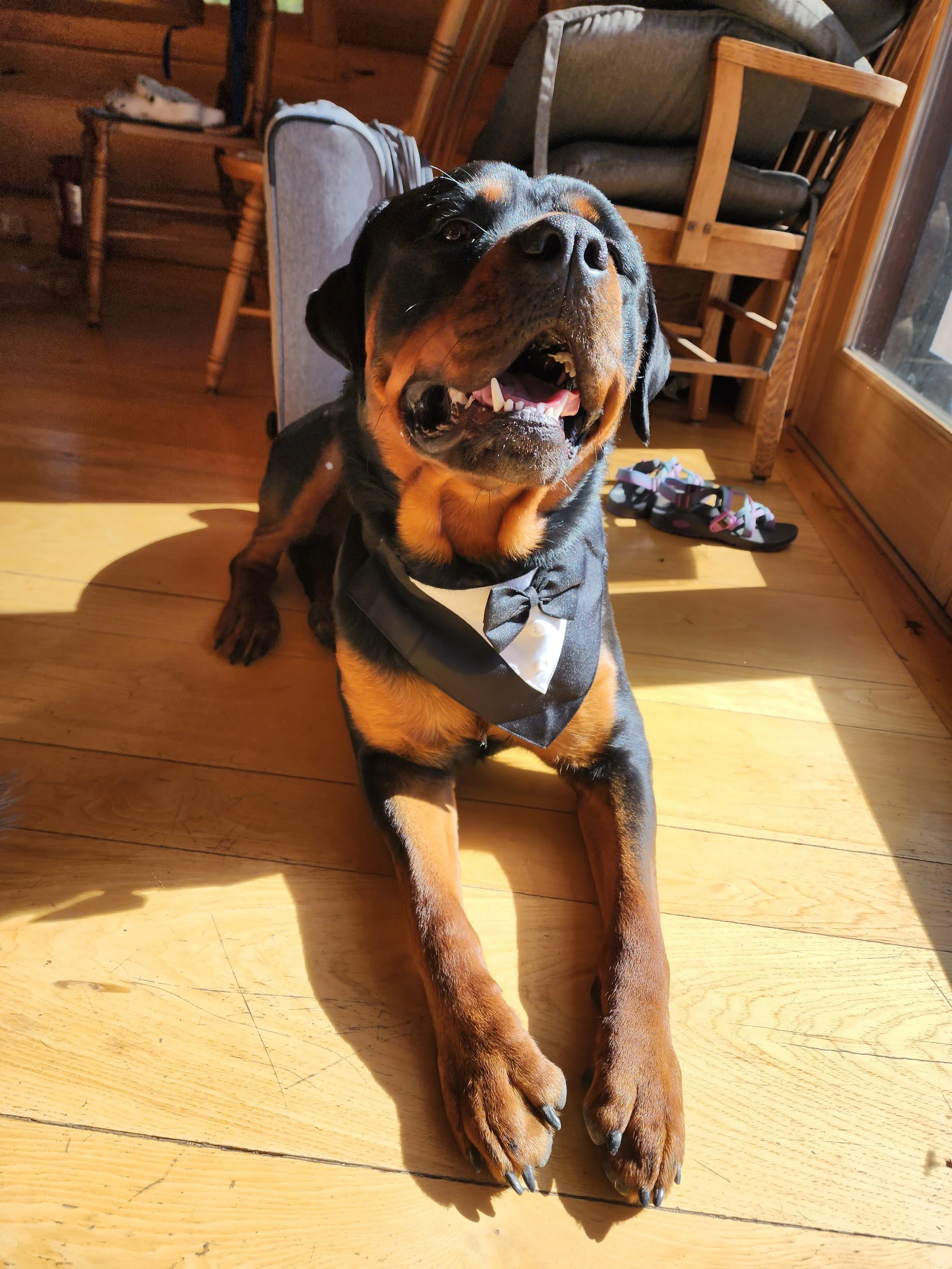 The Schwab's dog, Ziggy. Wearing a bowtie.