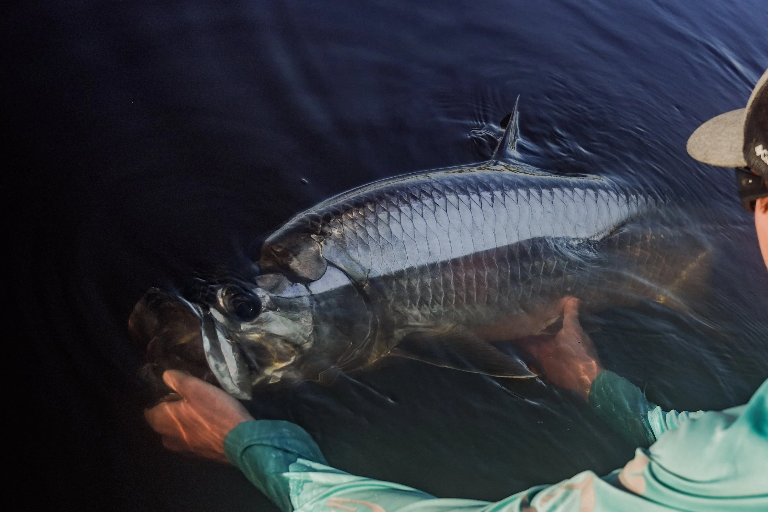 Close-up of a person's hand holding a fish's head, with the fish's eye and scales visible, partially submerged in water.