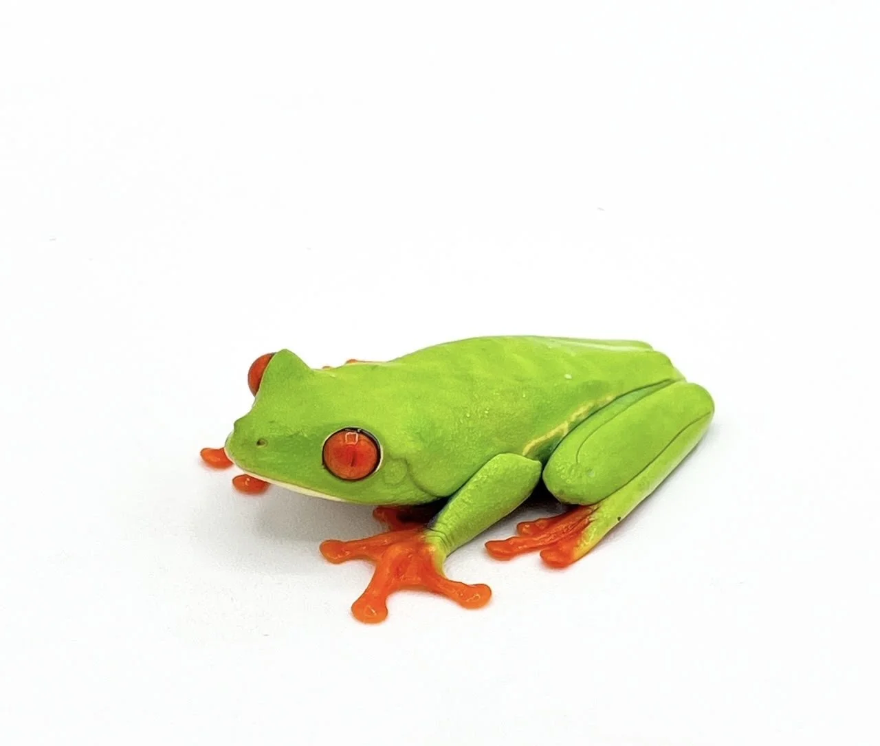 Red-Eye Tree Frog