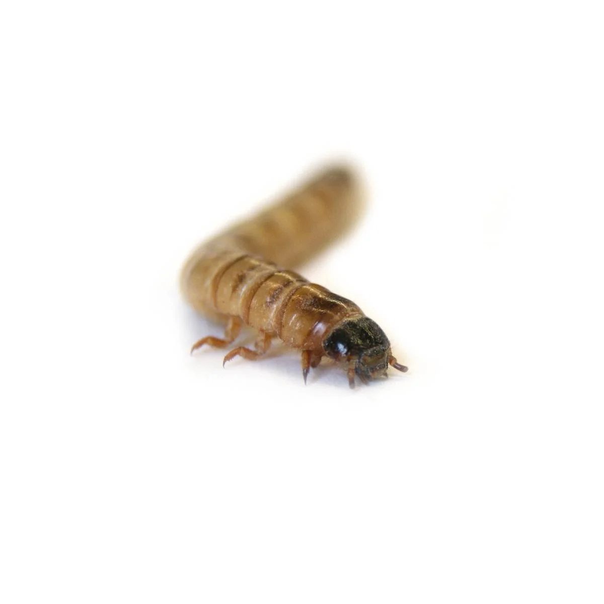 25ct Large Superworms