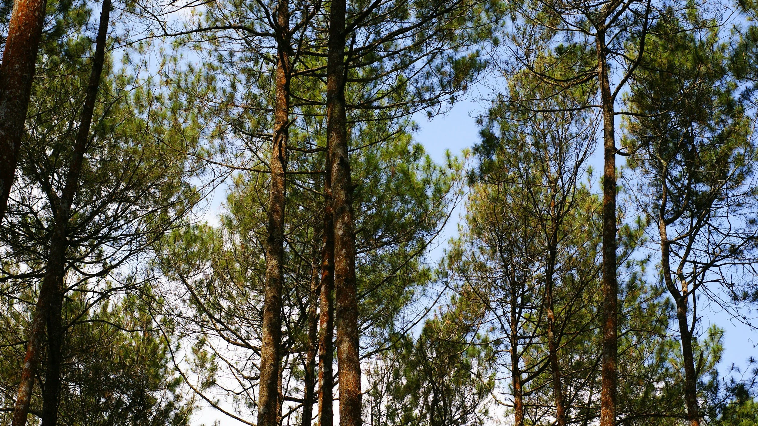 Knowing Jesus is the Son of God