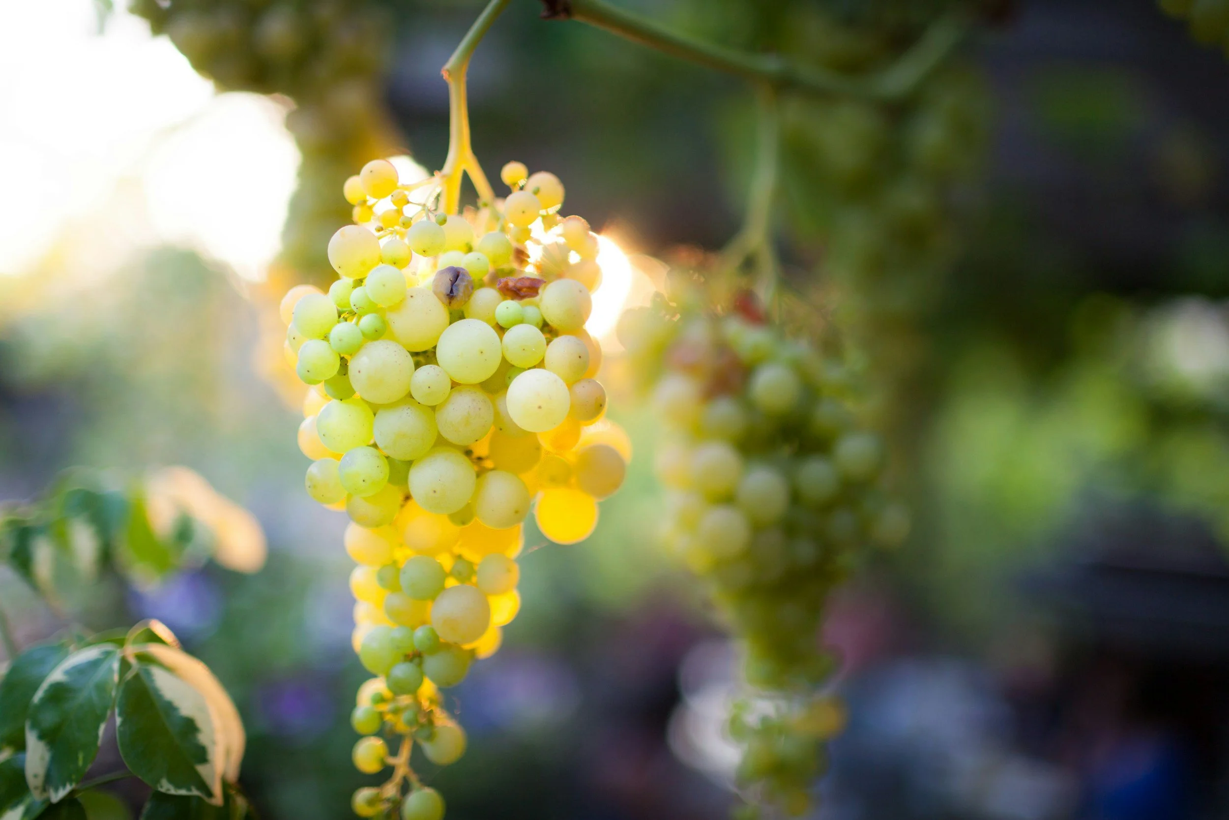 Freshly harvested wine grapes being sorted at Winery 5280 boutique winery in Loveland, Colorado before fermentation for handcrafted Colorado-made wines.
