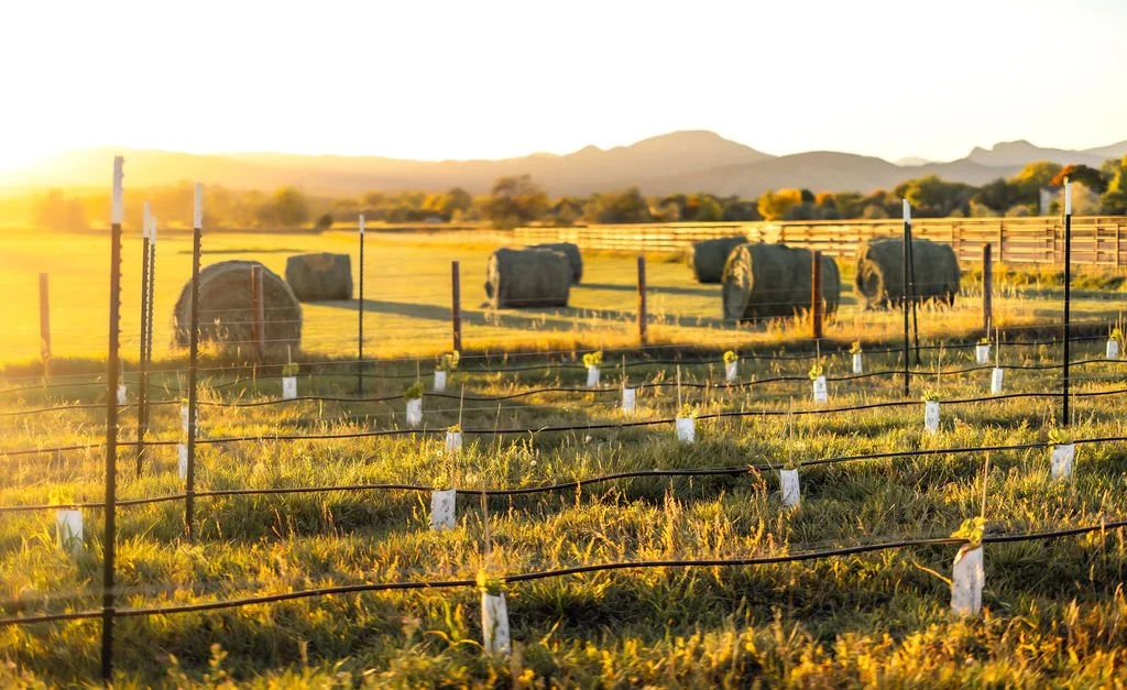 Winery 5280 vineyard, grapes growing. Grapes being harvested for Winery 5280 in Loveland, Colorado as part of the Northern Colorado winemaking process for Cabernet Sauvignon, Merlot, Petit Verdot and Sauvignon Blanc.