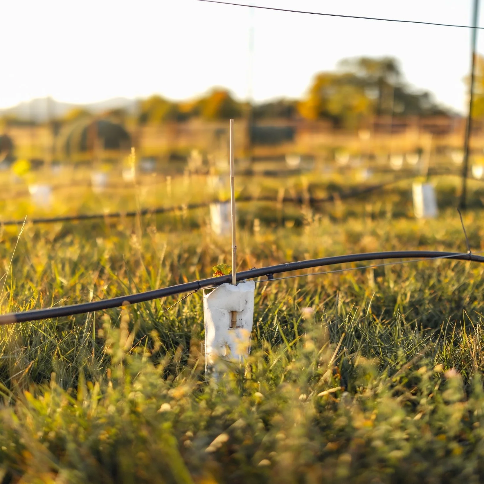 Wine tasting testimonial for Winery 5280 Loveland Colorado boutique winery showcasing small-group tasting experience, production tour, Colorado-made wines and personalized service for Northern Colorado wine lovers.