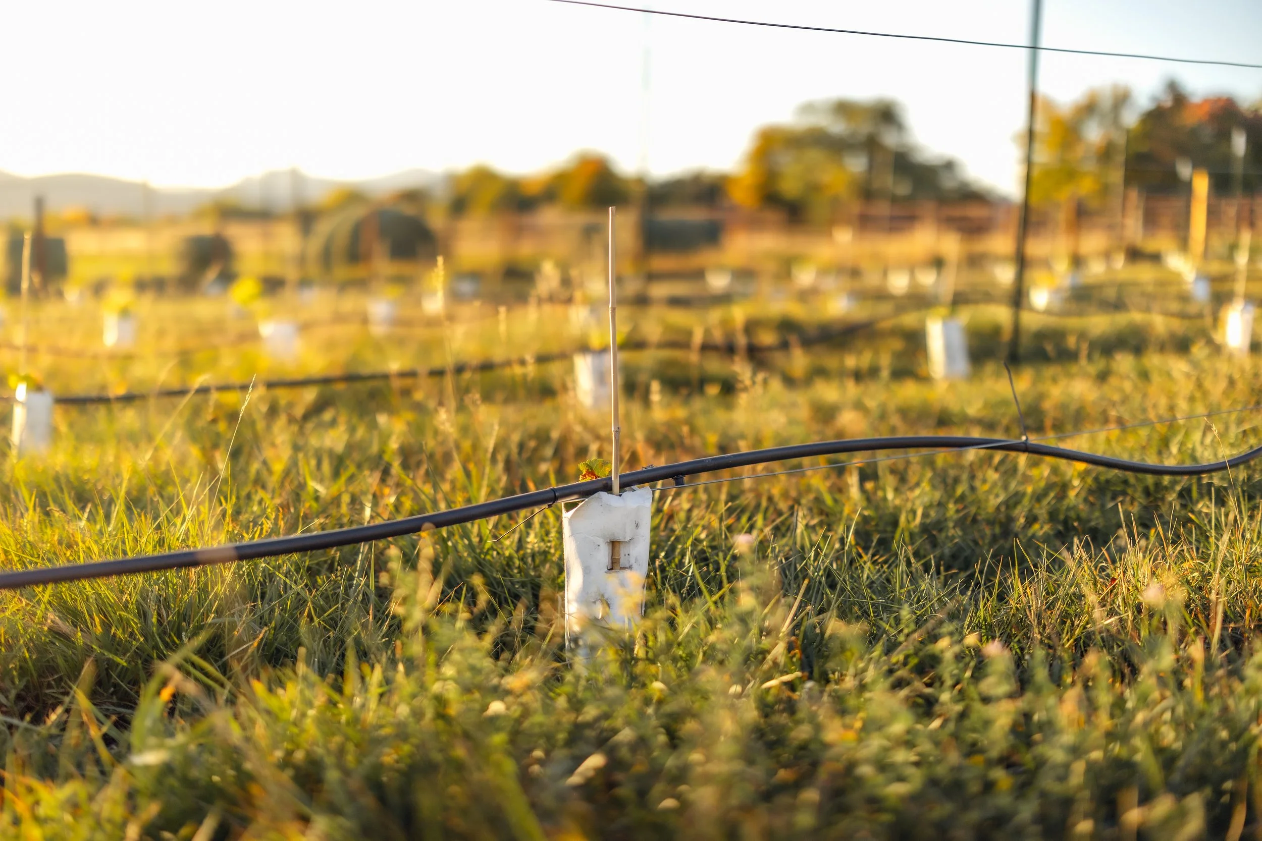 Vineyard for Winery 5280 Winery 5280 in Loveland, Colorado as part of the Northern Colorado winemaking process for Cabernet Sauvignon, Merlot, Petit Verdot and Sauvignon Blanc.