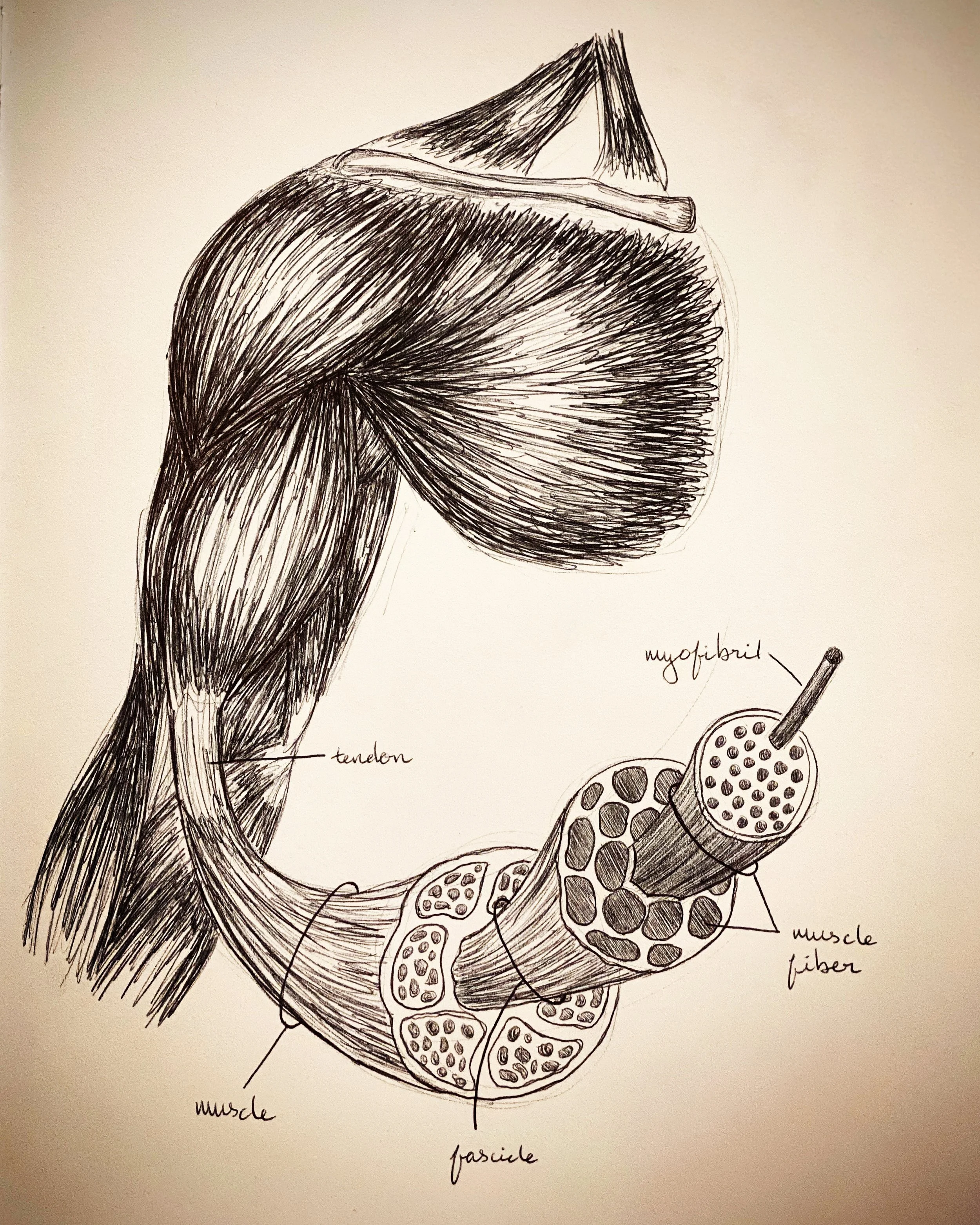 _What Muscle Is_ 9x12_ ink.jpg