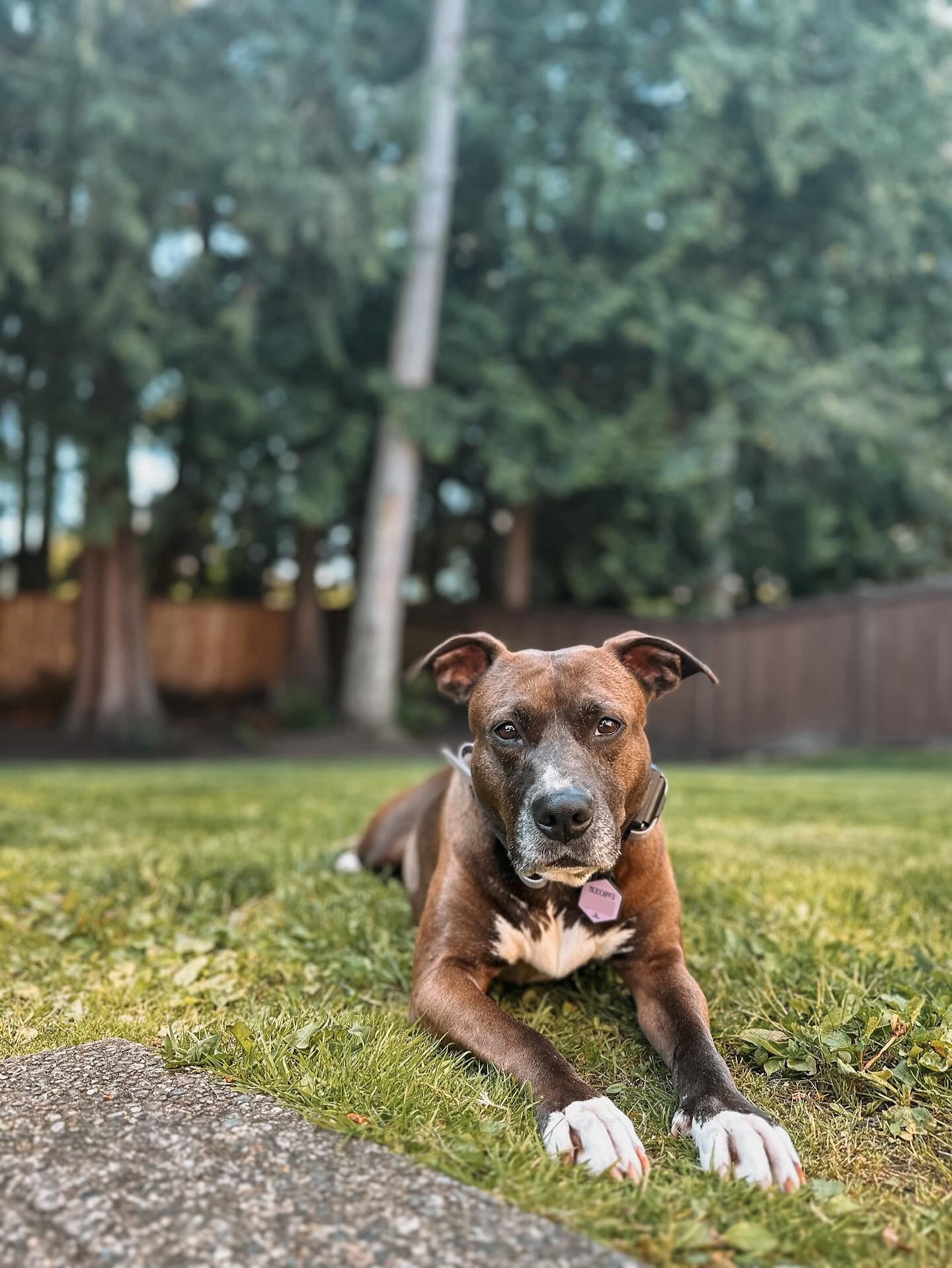 Rayleigh girl 🩷

#dogsofinstagram #dogsofthepnw #pnwdogsofinstagram #rescuedogsofinstagram #pitbullsofinstagram #dogstagram #dogtrainer