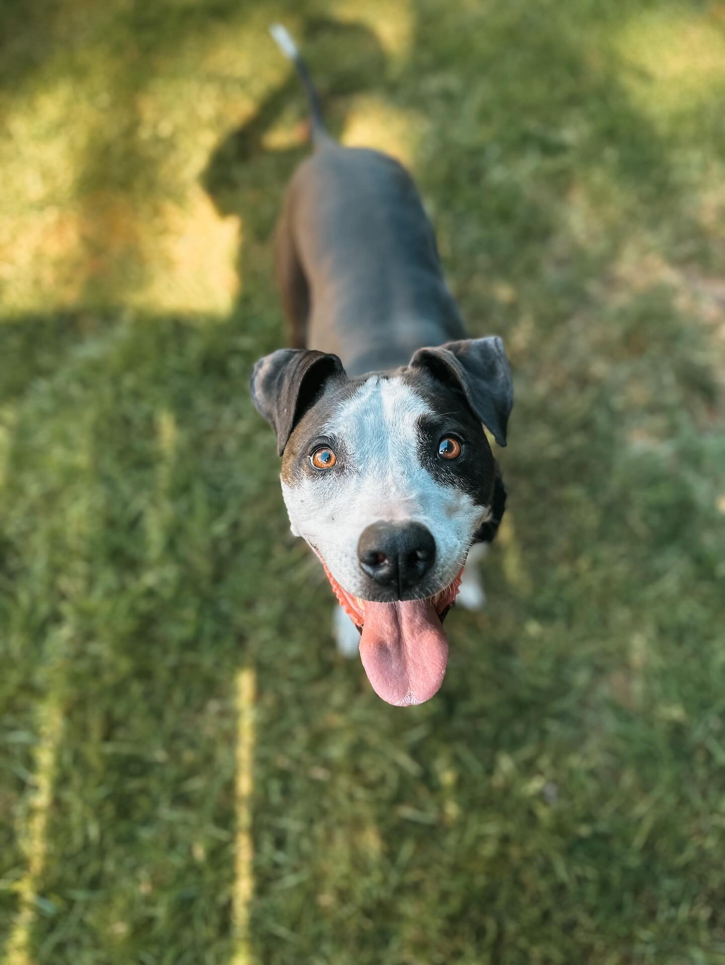 STOP I literally cannot take the cuteness of my own dog ❤️

#dogsofinstagram #rescuedogs #rescuedogsofinstagram #dogtrainer #dogtrainersofinstagram #balanceddogtrainer #washingtondogtrainer #pnwdogsofinstagram #pnwdog