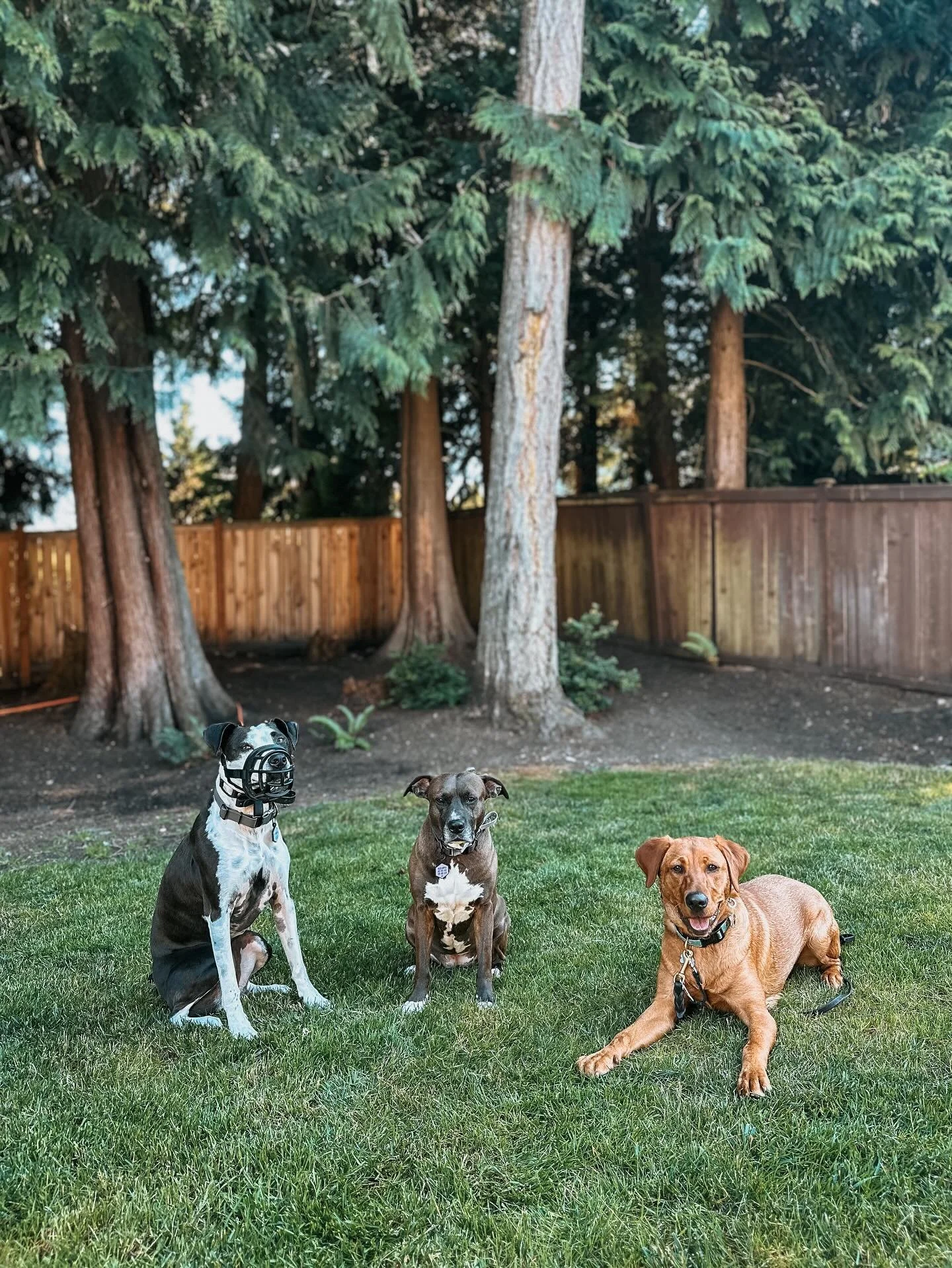 Soaking up the beautiful weather with our new friend, Nyx! Nyx is joining us for the week and she is already fitting right in with the girls. 

#dogsofinstagram #dogstagram #dogsofthepnw #pnwdogsofinstagram #dogtrainer #pnwdogtrainer #structuredboard