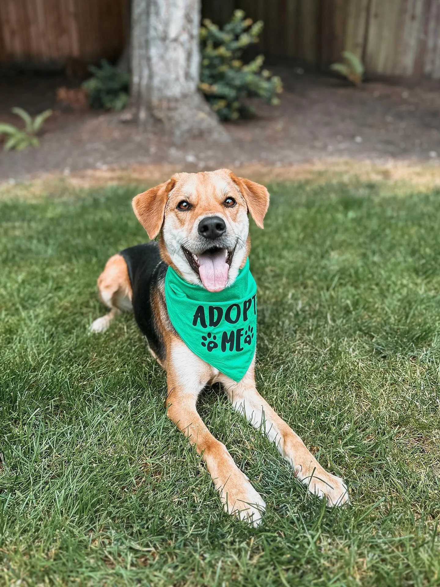 Foster Fig is wondering if you&rsquo;ll help him pick his new dating profile picture? 📸

Let us know below and maybe give him a share while you&rsquo;re at it 🤭 

Fig is a complete gem. He&rsquo;s smart, has some great training under his belt, and 