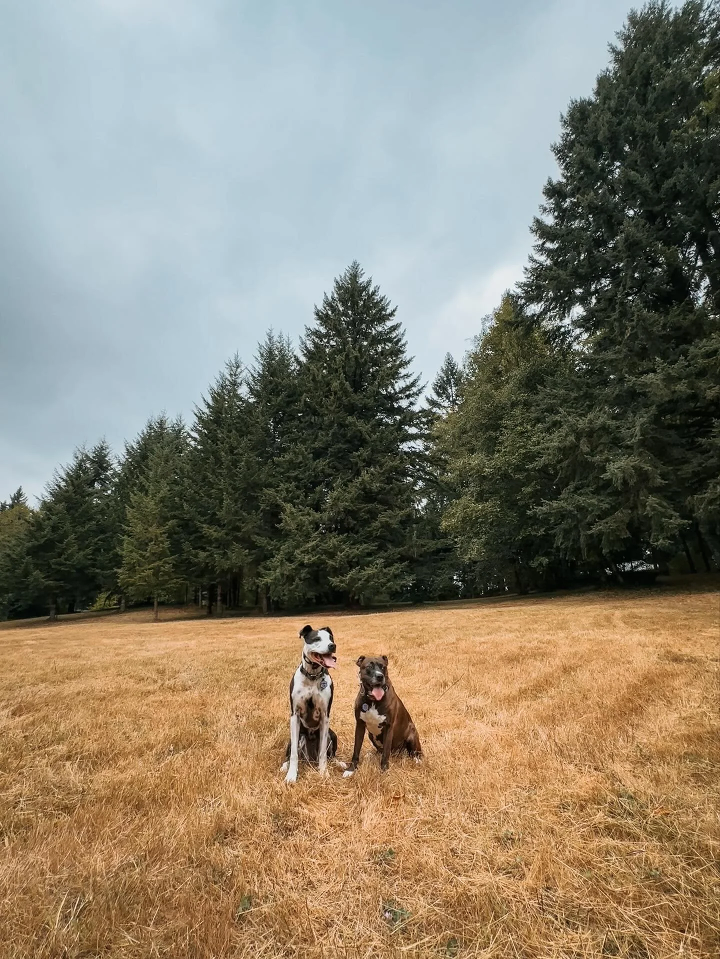 I think I&rsquo;ll always be obsessed with them ❤️

#dogsofinstagram #dogstagram #pnwdog #pnwdogsofinstagram #rescuedogsofinstagram #balancedtraining #dogtrainer #optoutside