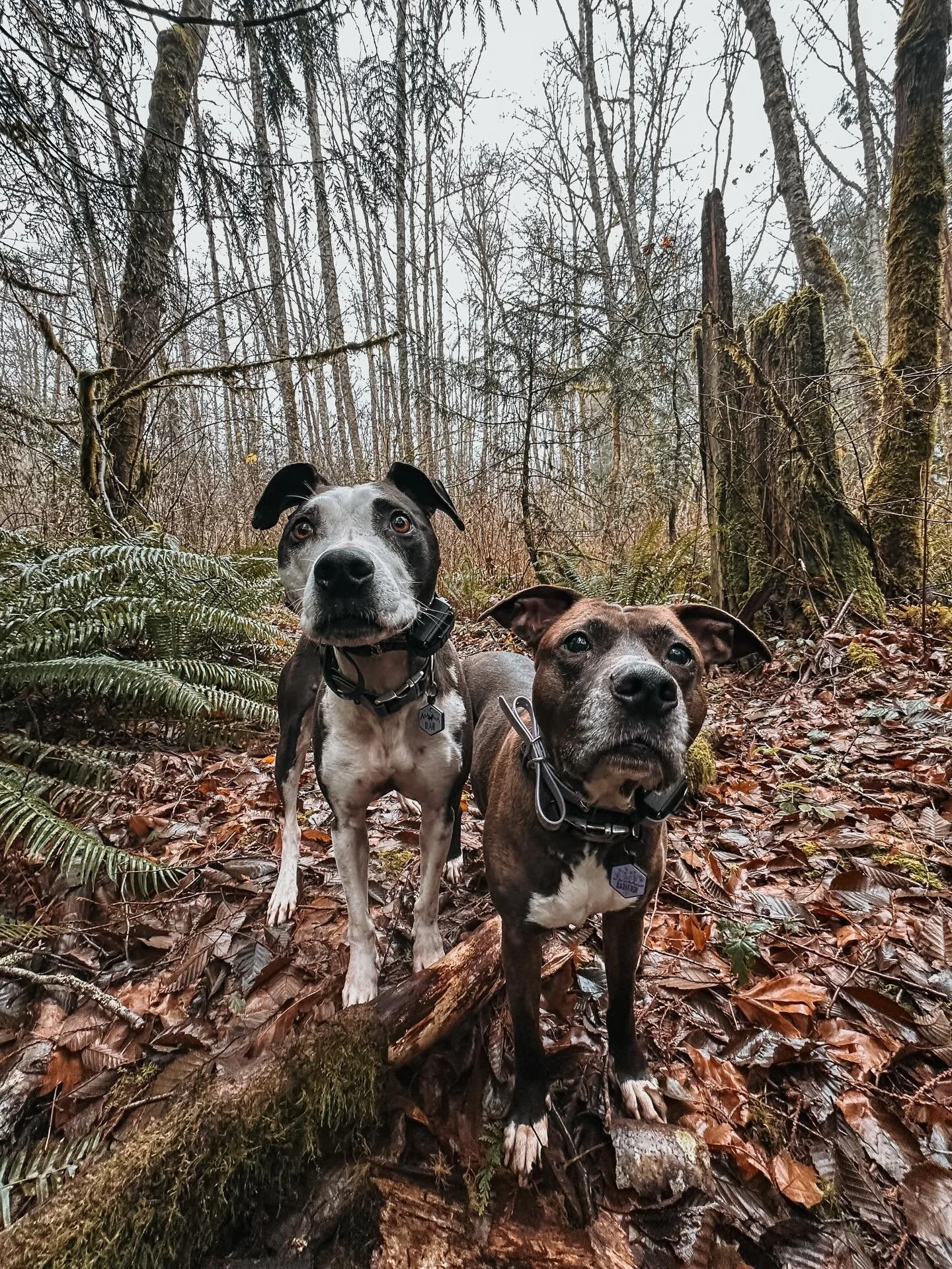 Can you tell I promised a treat for this photo? 😋

#dogsofinstagram #dogsofthepnw #washingtonstate #pnw #pnwdogsofinstagram