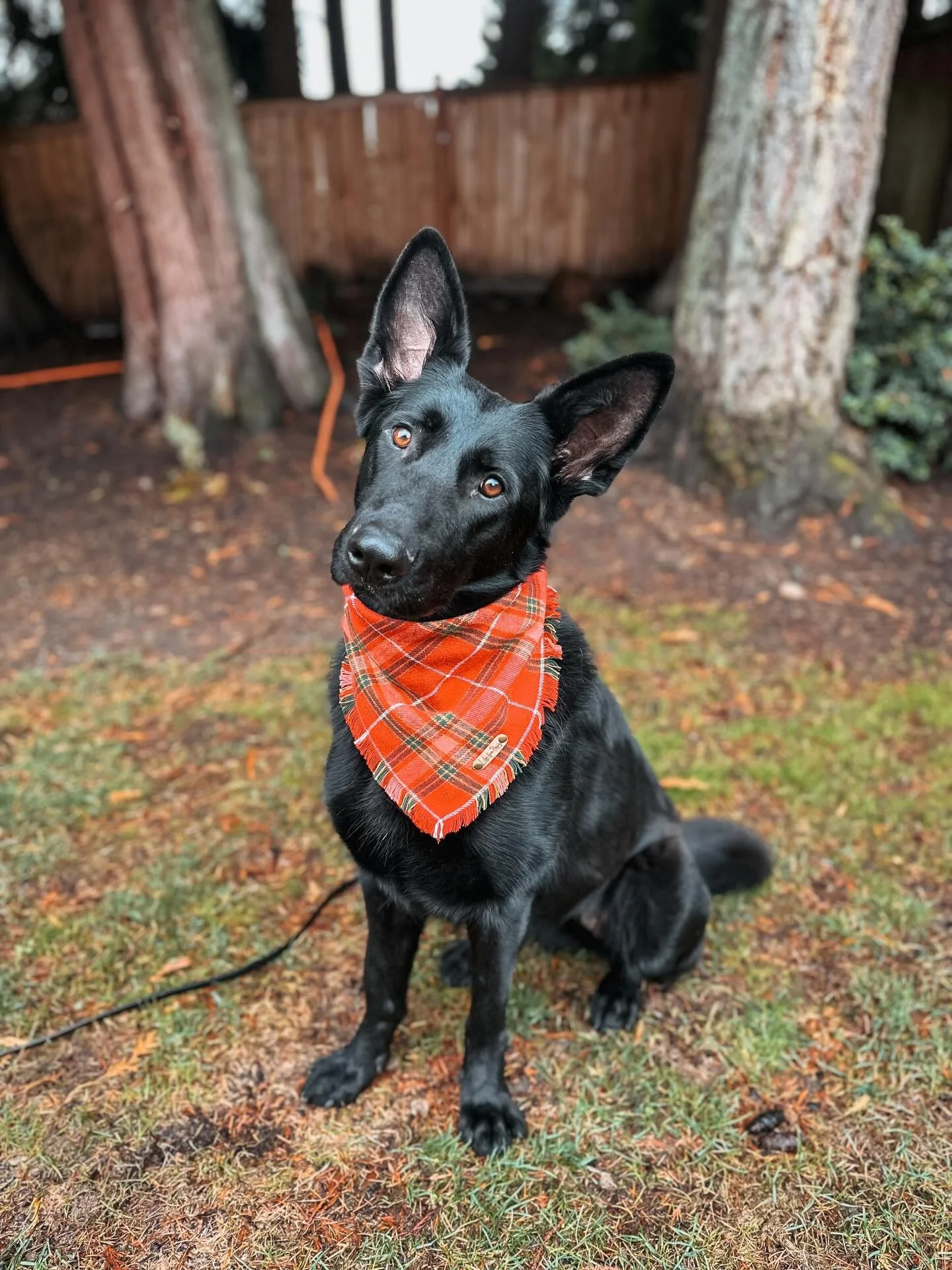 Foster Reese is officially available for adoption ✨

This girl is a total gem and as much as I love her, I&rsquo;d love it even more if she found her forever home. She is an incredible dog and so deserving of finding her people. 

If you are interest