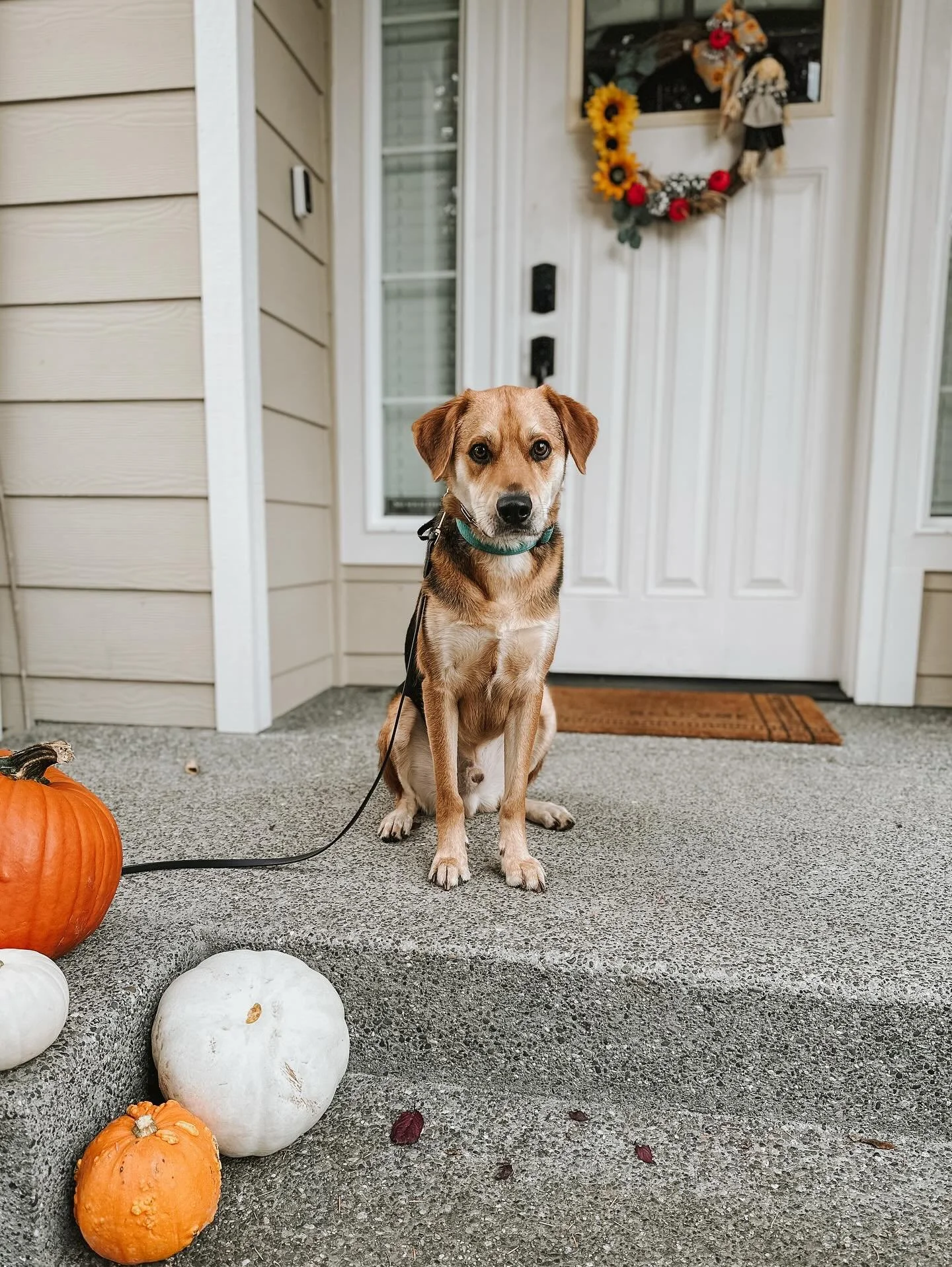 Fig is off to his long-term foster! 🎃

It&rsquo;s been such a joy having Fig with us these past two months. 

He&rsquo;s reminded me of the beauty in slowing down&mdash;while still staying grounded and confident in our training. It&rsquo;s not alway