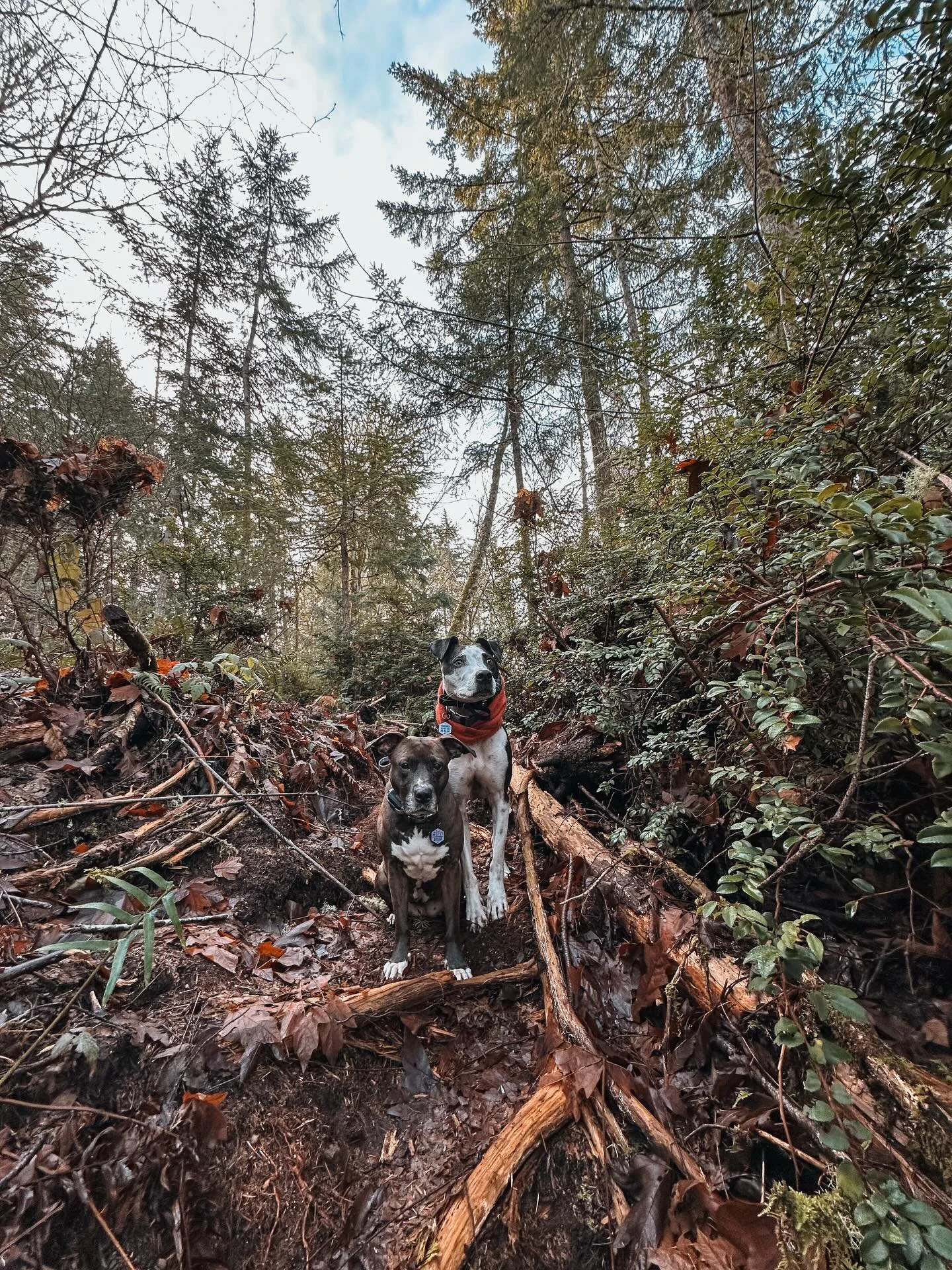 Mentally still here 🌲

Reminder: Foster Reese is the gorgeous shepherd girl still available for adoption and looking for her forever home. 10/10 would make the BEST adventure buddy ✨

#dogsofinstagram #rescuedogsofinstagram #balanceddogtraining #dog