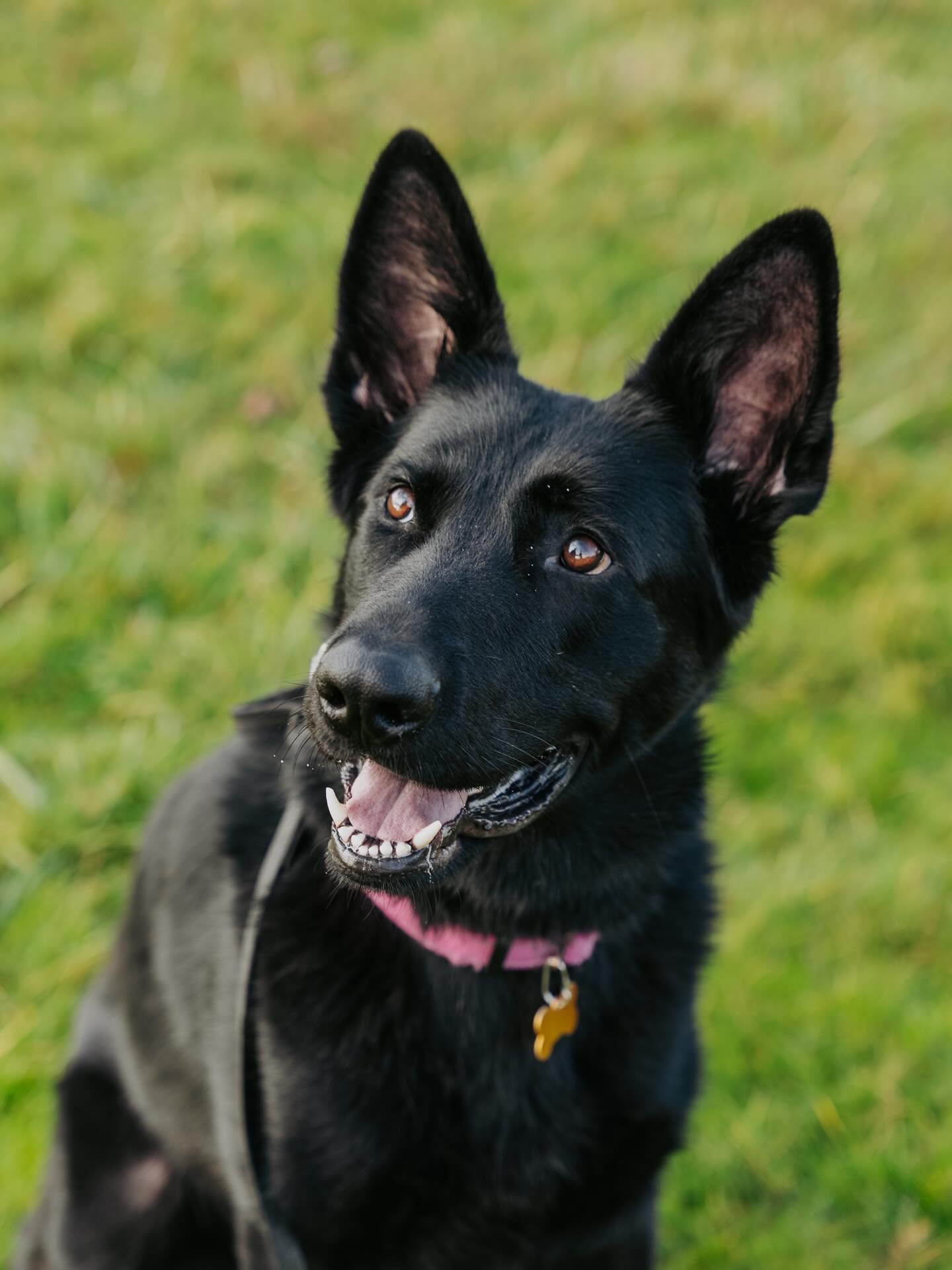 2 months with Foster Reese today! This girl is fun, goofy and totally adores her people. She is incredibly smart, willing to learn anything new and has serious potential for scent work and tracking. It has been so fulfilling getting to work with her 