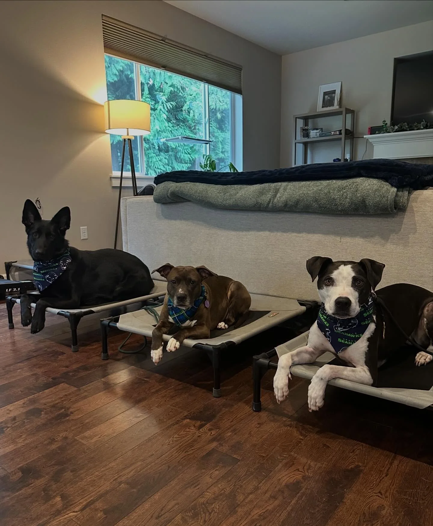 A very enthusiastic bunch! Prepped &amp; ready to cheer on the Seahawks today 🏈🎉

#dogsofinstagram #dogtrainerslife #letsgoseahawks #seahwaks #dogsofthepnw
