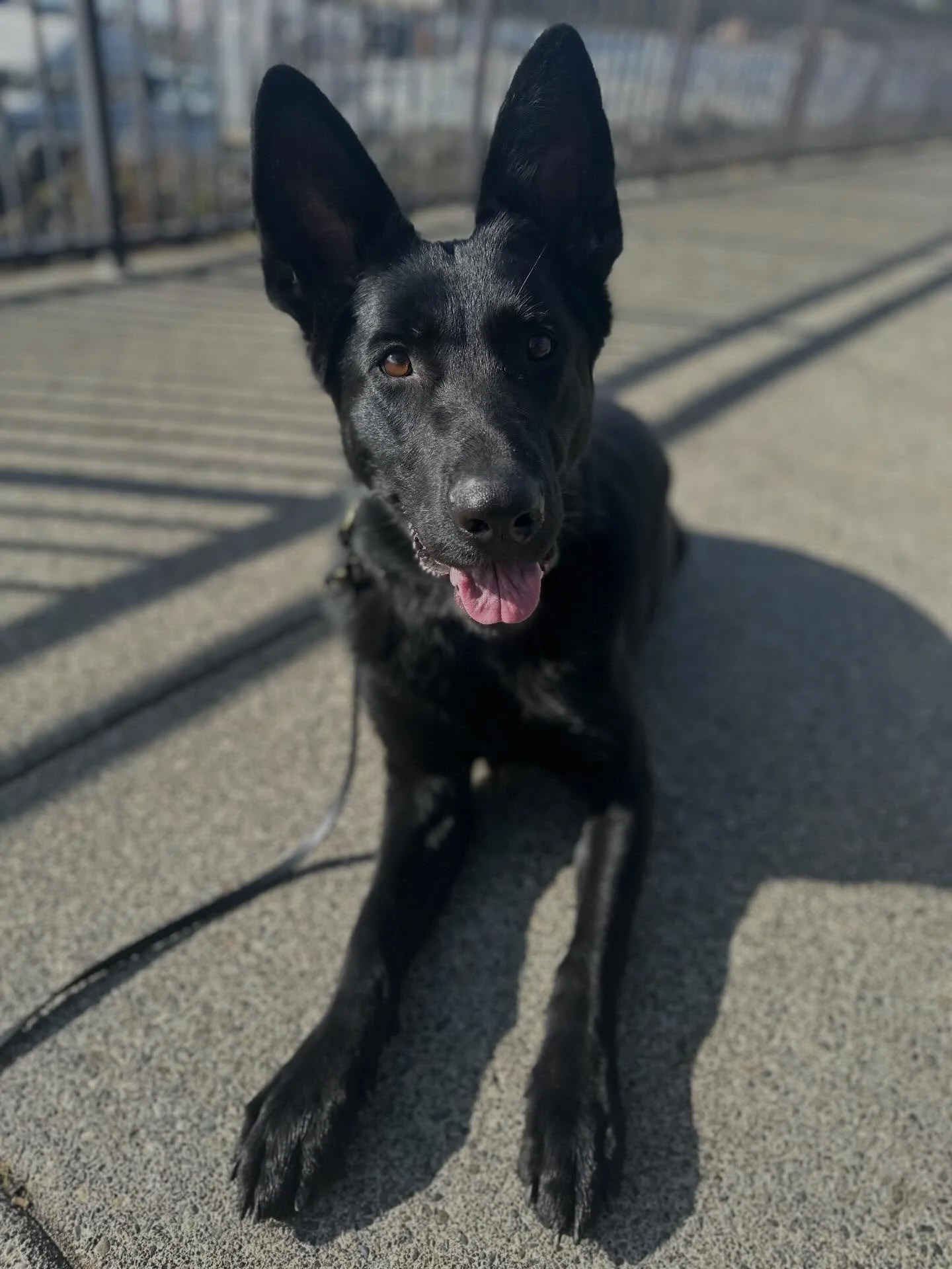 Everyone keeps telling me how perfect Foster Reese is and trust me, I don&rsquo;t need reminding. She truly is a great dog and impresses me more and more each day. 

But perhaps that is why it hurts a little bit more that she hasn&rsquo;t found her f