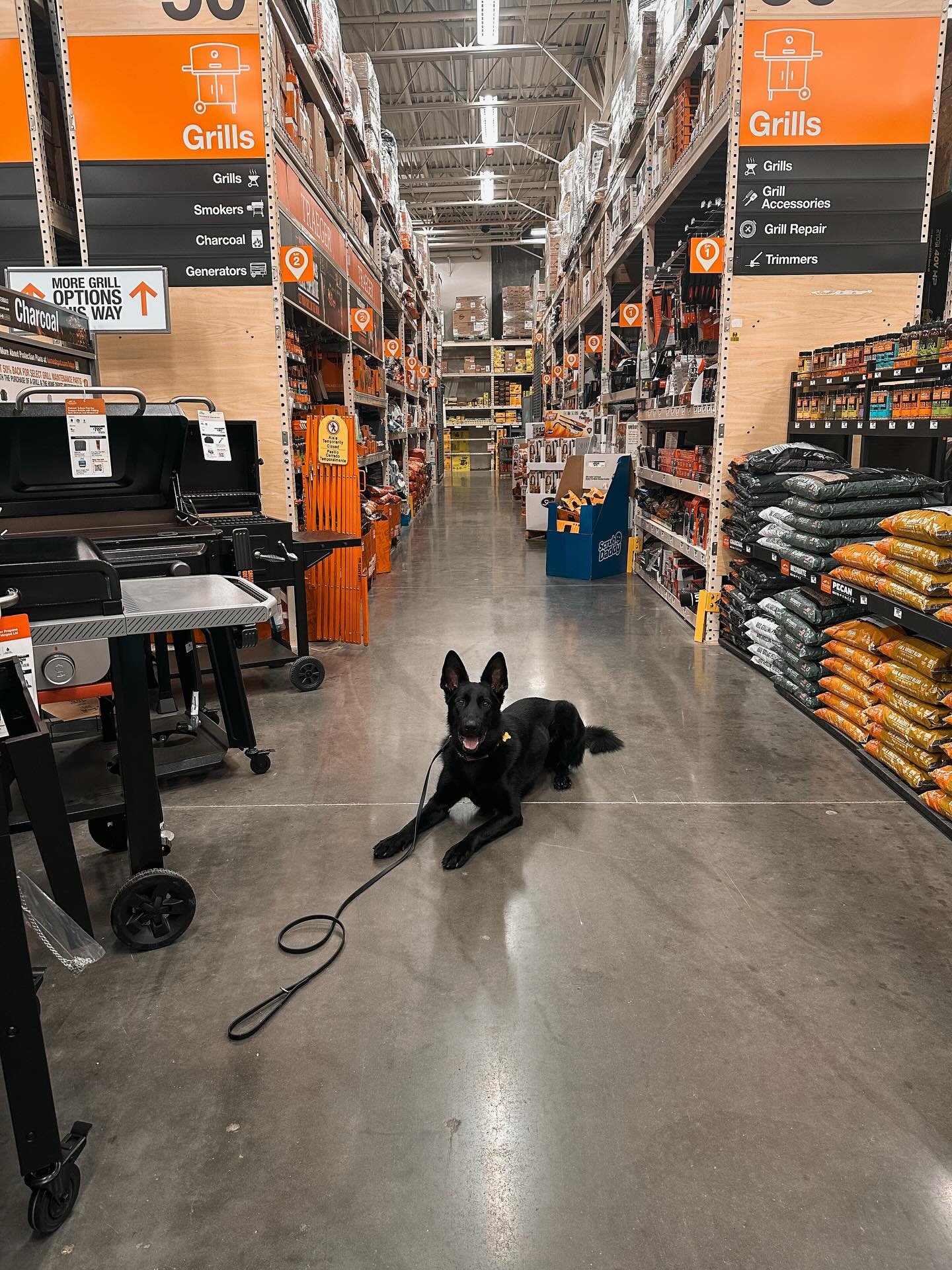 Foster Reese doing Foster Reese things 🖤

#rescuedogsofinstagram #dogtrainerslife #germanshepherd #fosterdogsofinstagram