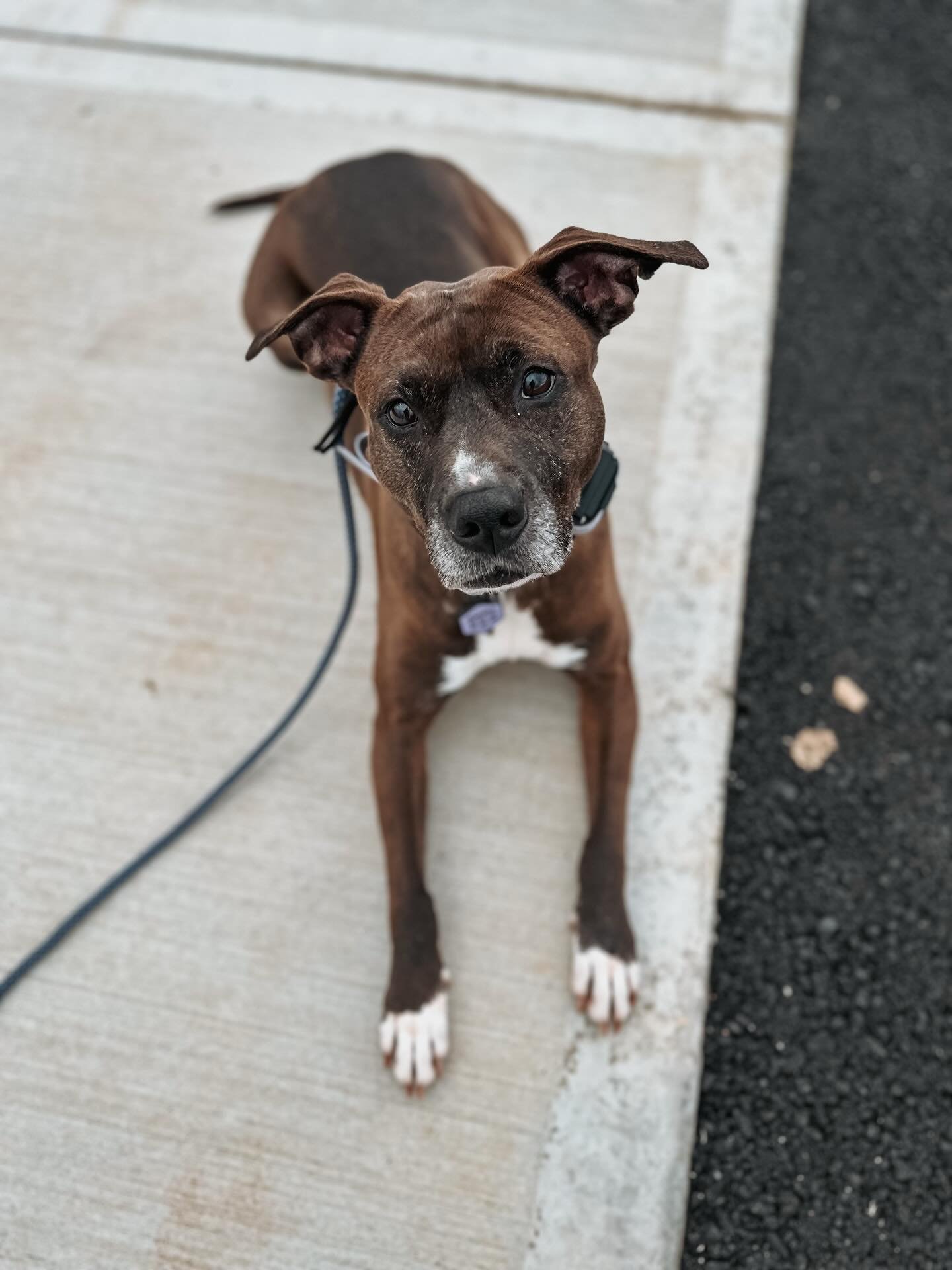 Her face is getting more grey by the day and I cannot handle it.

#dogtrainersofinstagram #helperdog #rescuedogsofinstagram
