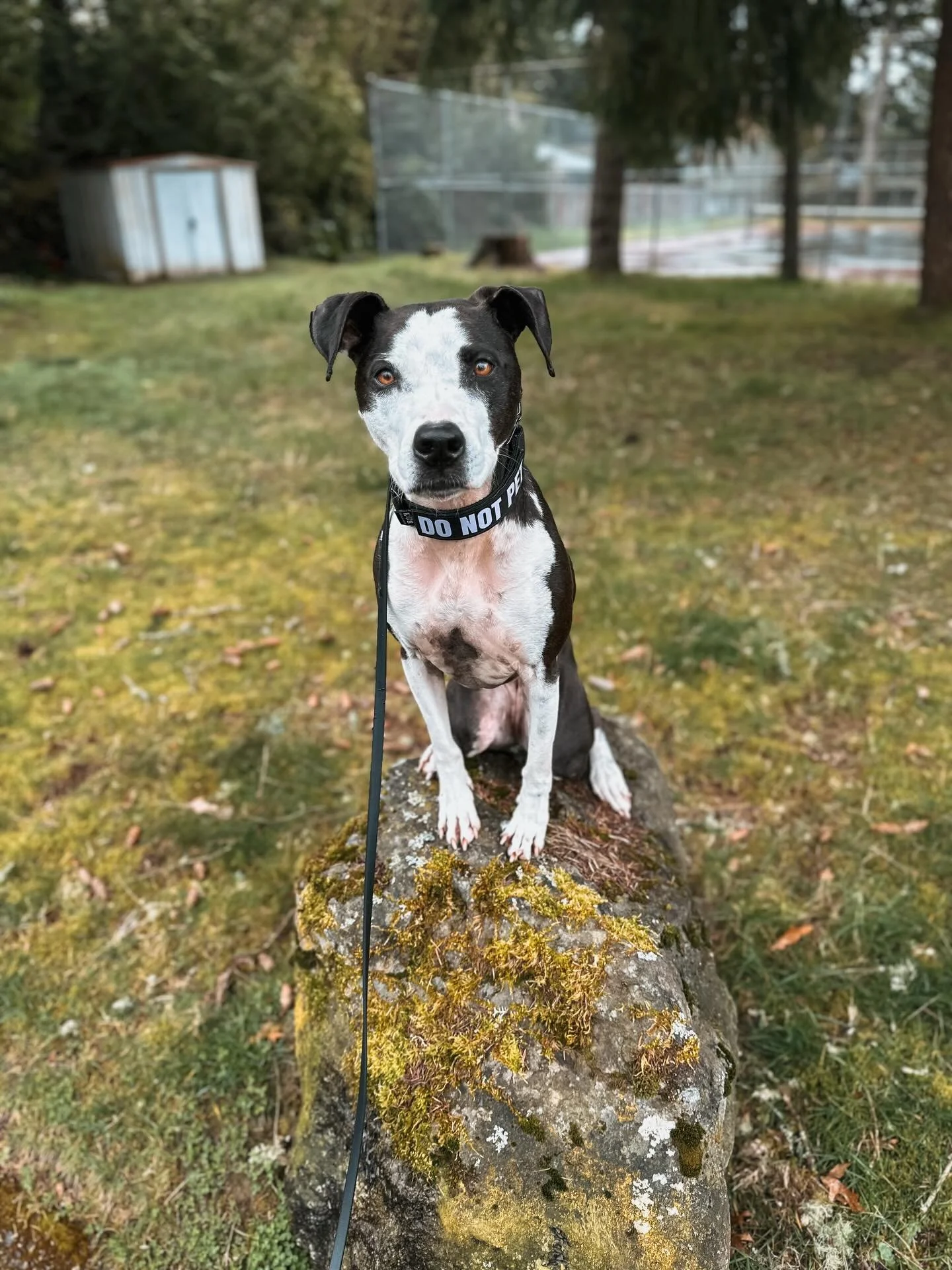 The fact that I got her to look at the camera and put her ears up even though I interrupted her walk for this picture is an achievement in itself.