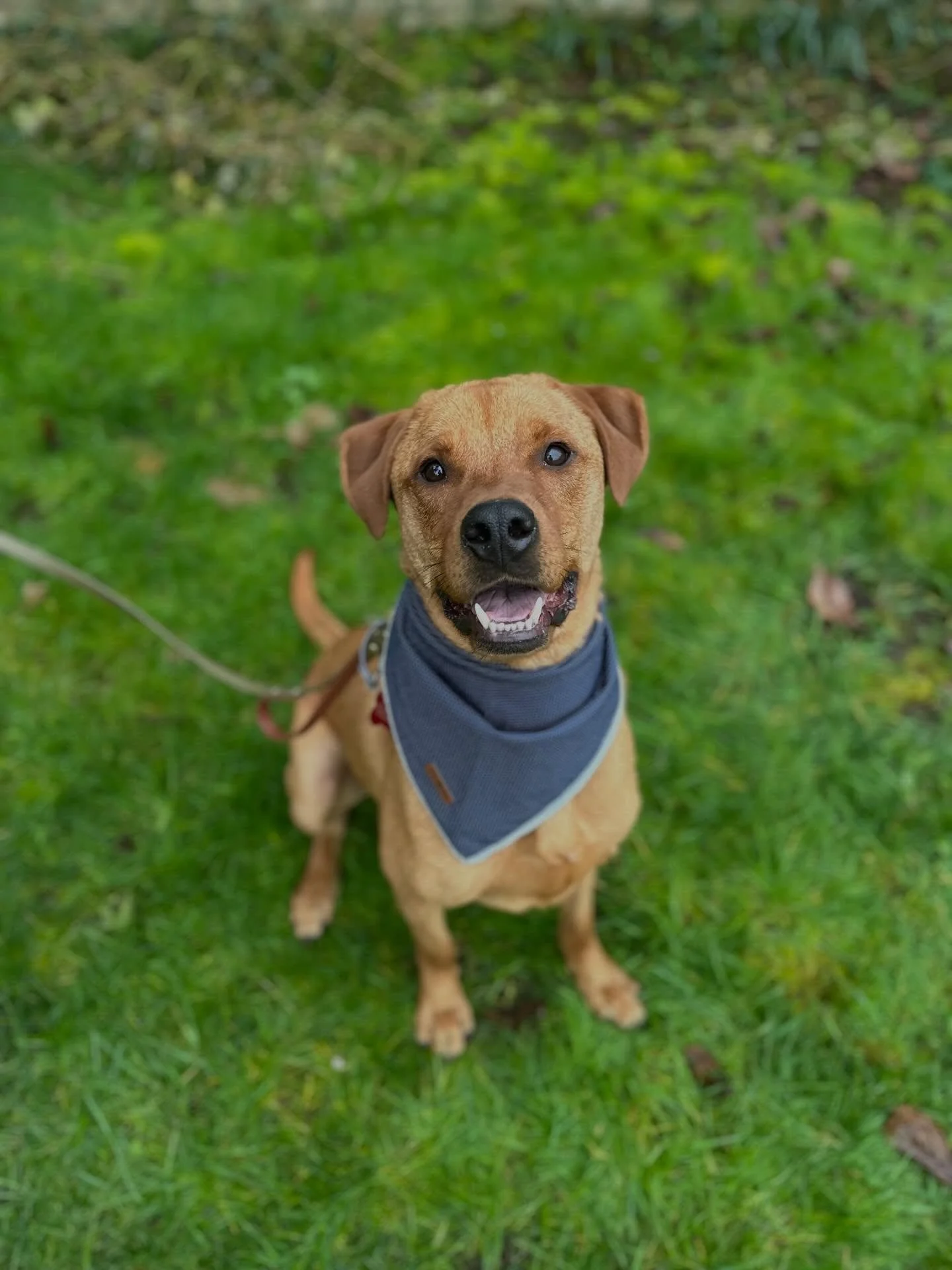 There is this saying in the dog world I&rsquo;ll never forget hearing from @ridgedogbehavior.

&ldquo;Well meaning but not well doing&rdquo;. 

That pretty much sums up Mr. Nicholas. 

Nic has come across a lot of individuals on his year+ long journe