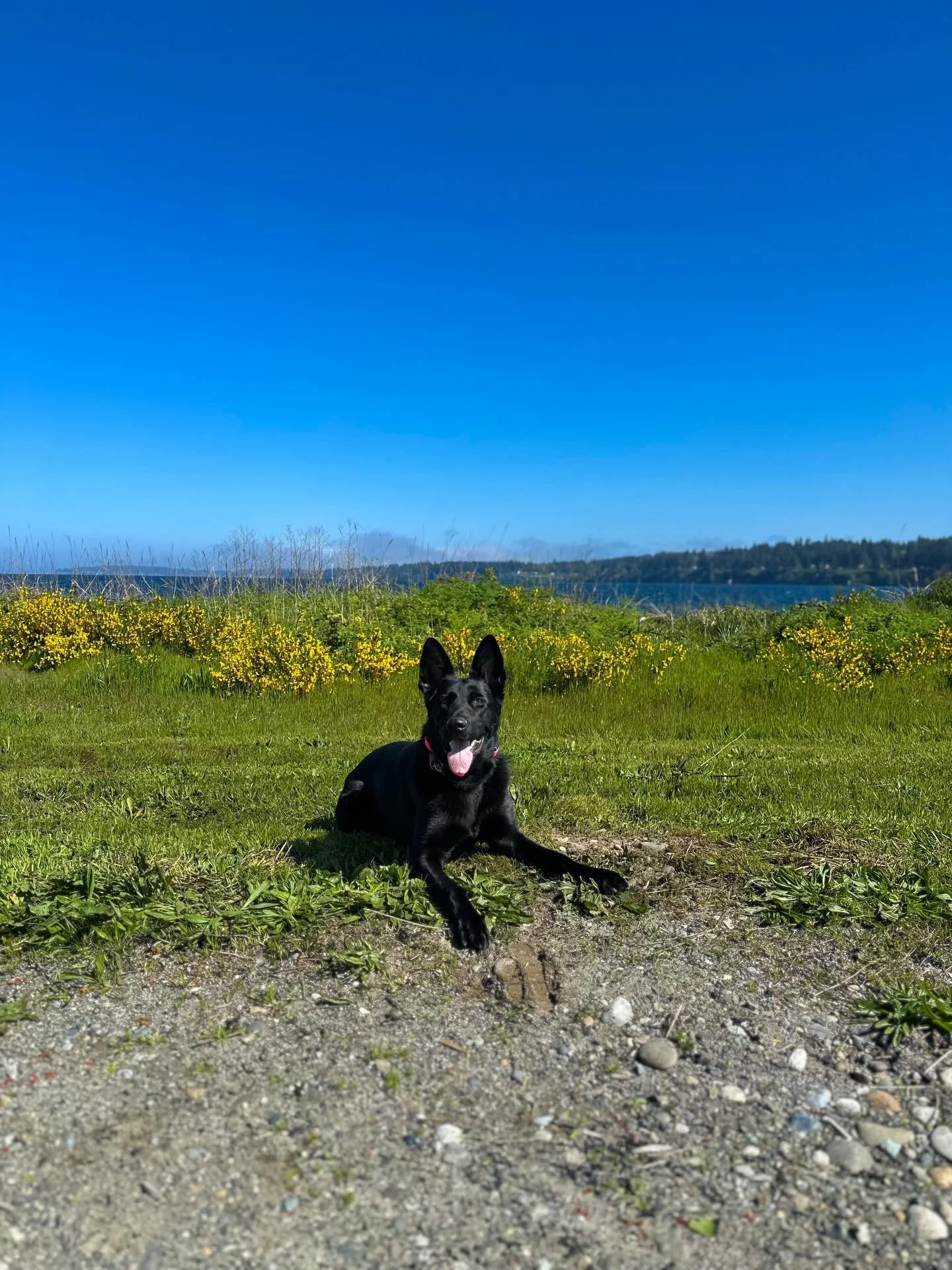 Foster Fridays are for Foster Reese 😍 

This girl is so fun, full of potential, and still adoptable! She&rsquo;s adoptable with @doggoneseattle &hearts;️

#dogsofinstagram #rescuedogsofinstagram #germanshepherdofinstagram #fosterfriday