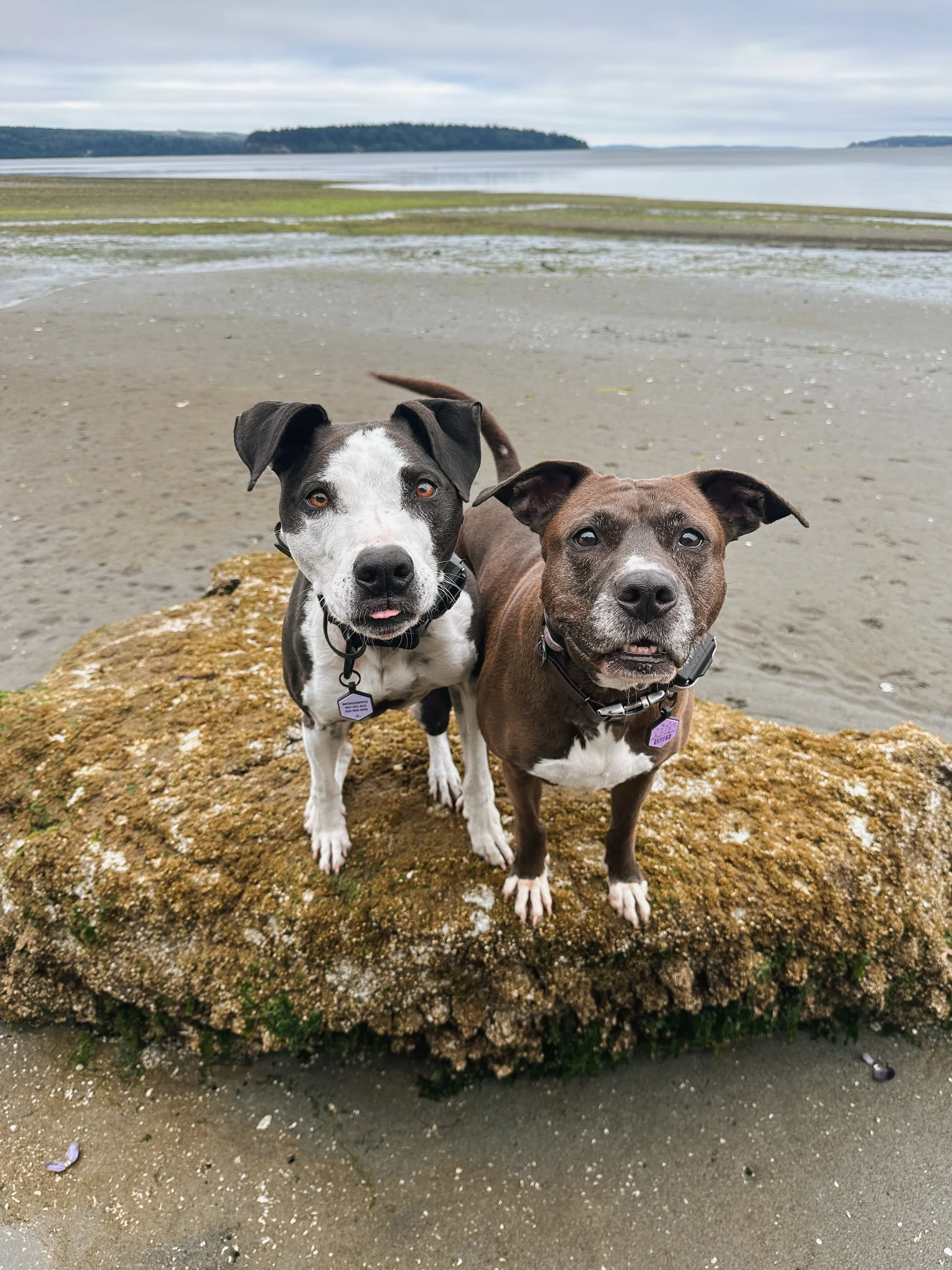 Always taking advantage of the low tide 🌊

#dogsofinstagram #dogsofthepnw #balanceddogtraining #dogtrainerslife #rescuedogsofinstagram