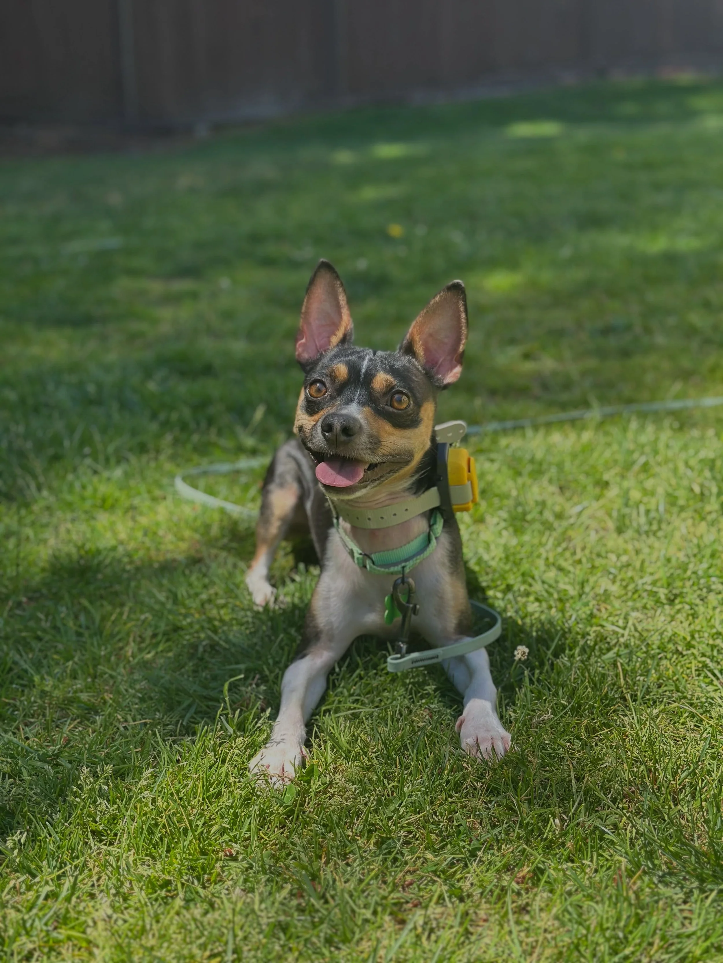 We had the pleasure of hanging out with Mr. Hugo for a little over a week and it was non-stop fun! 

Don&rsquo;t let his small size fool you! Hugo has enough personality for a dog 10x his size but that is what makes him so fun in my opinion! He&rsquo