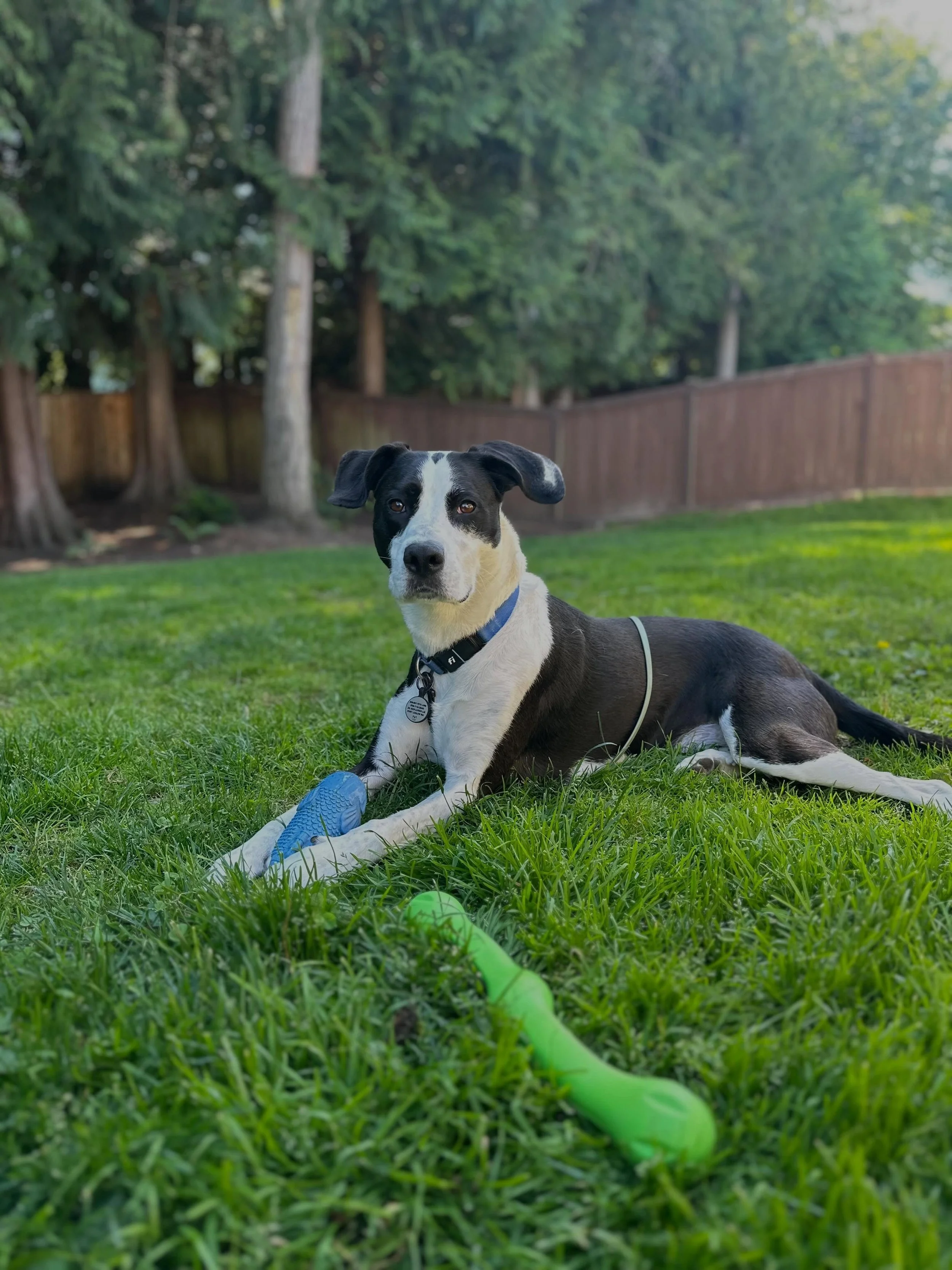 June Dogs ☀️ 

June was good to us! We got to hang with so many cool kids and learn from some great folks in the dog world. Excited to keep the fun going into July! 

July is going to be a busy one and the books are filling up! If you are interested 