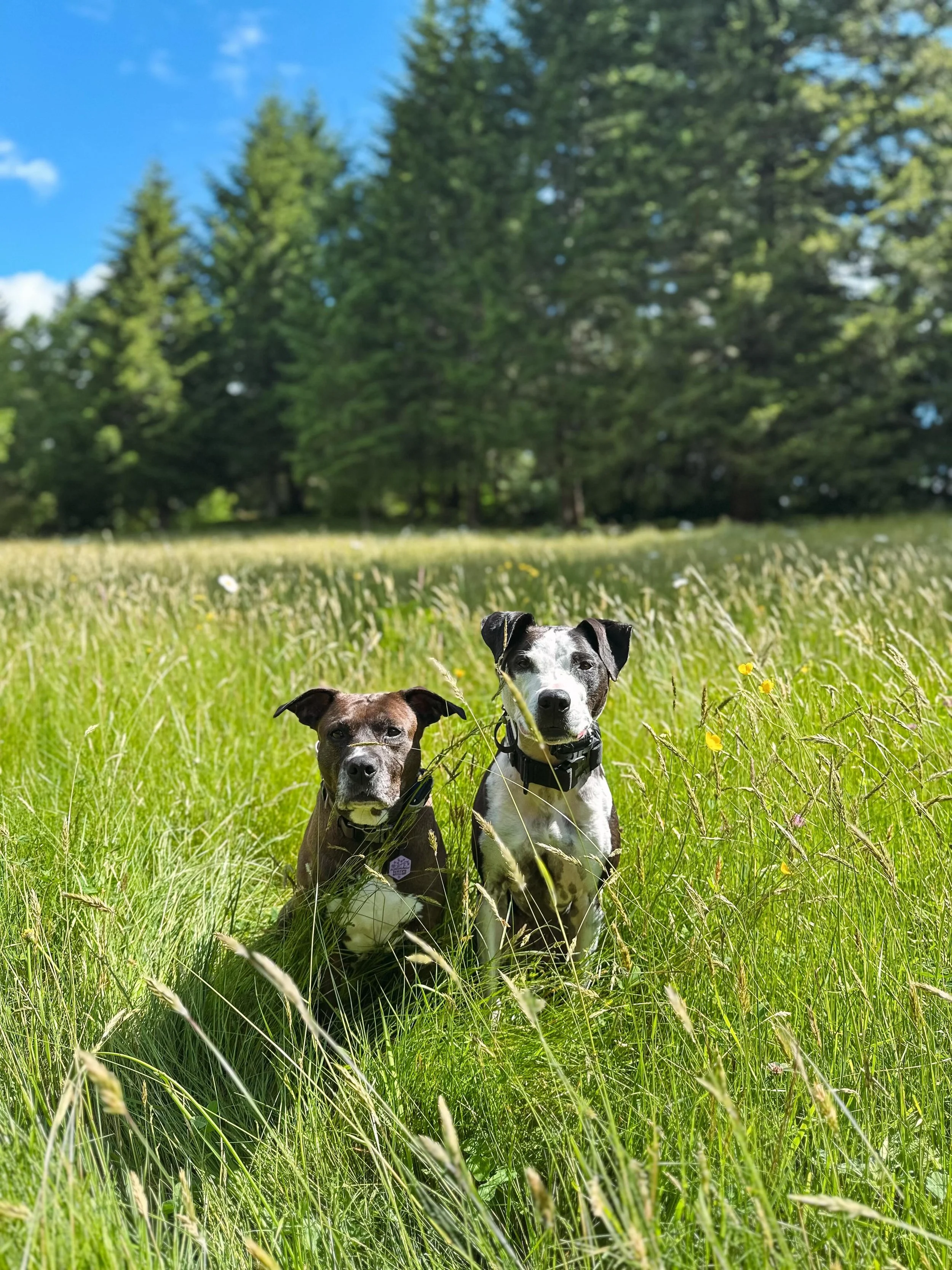 It&rsquo;s been 200 days since we&rsquo;ve had no dogs in our house besides our two and that count is officially over! 

Blair, the spicey girl who would rather be an only child but is forced to coexist with other dogs on the regular. I always say th
