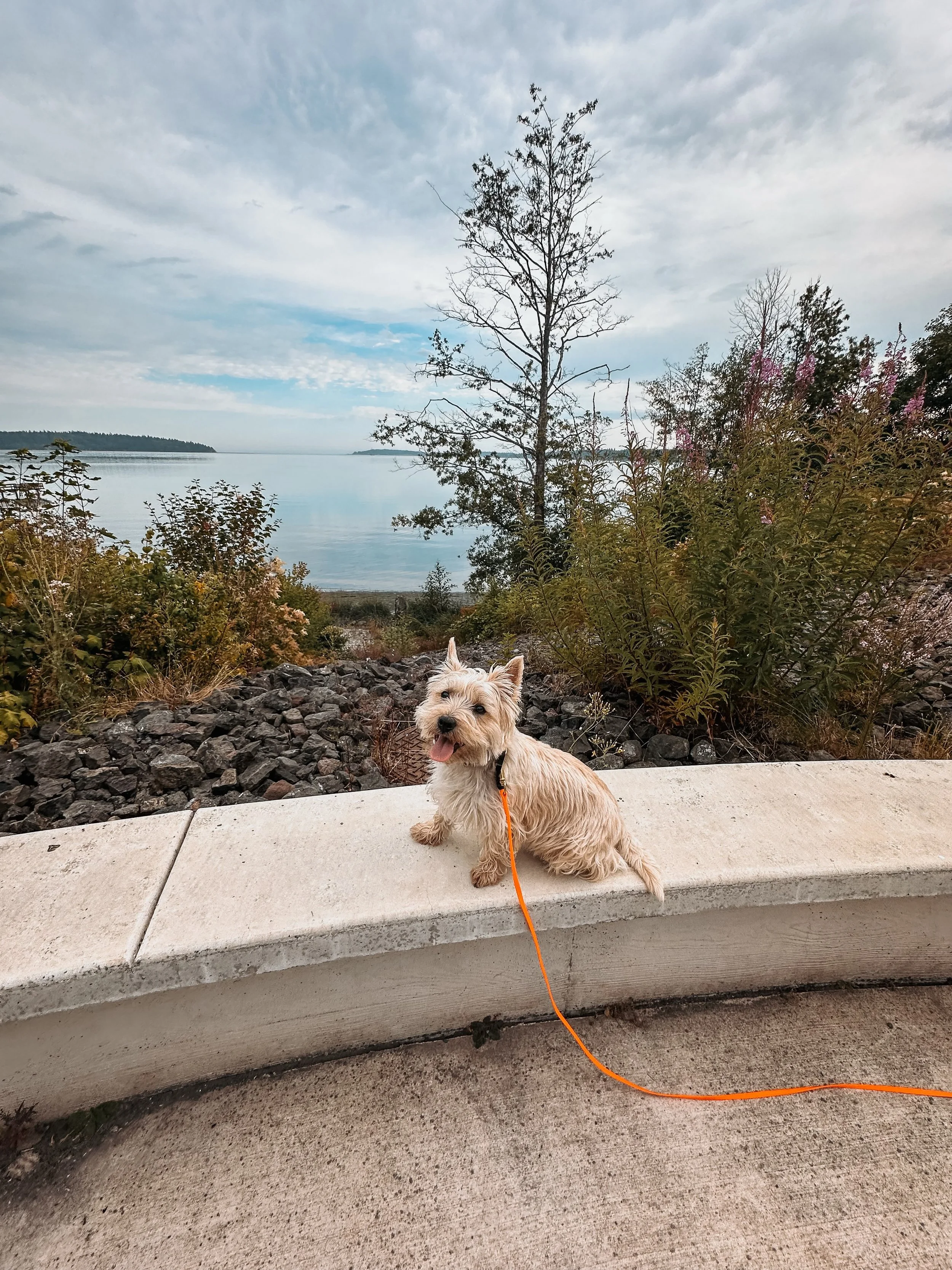 Summer dogs ☀️ July was a busy busy month but we had a complete blast!! Swipe through to see all the faces (minus a few I forgot to snap pictures of 😤) and all the adventures we tackled!! 

#dogsofinstagram #balanceddogtrainer #kitsapcounty #pnwdogs